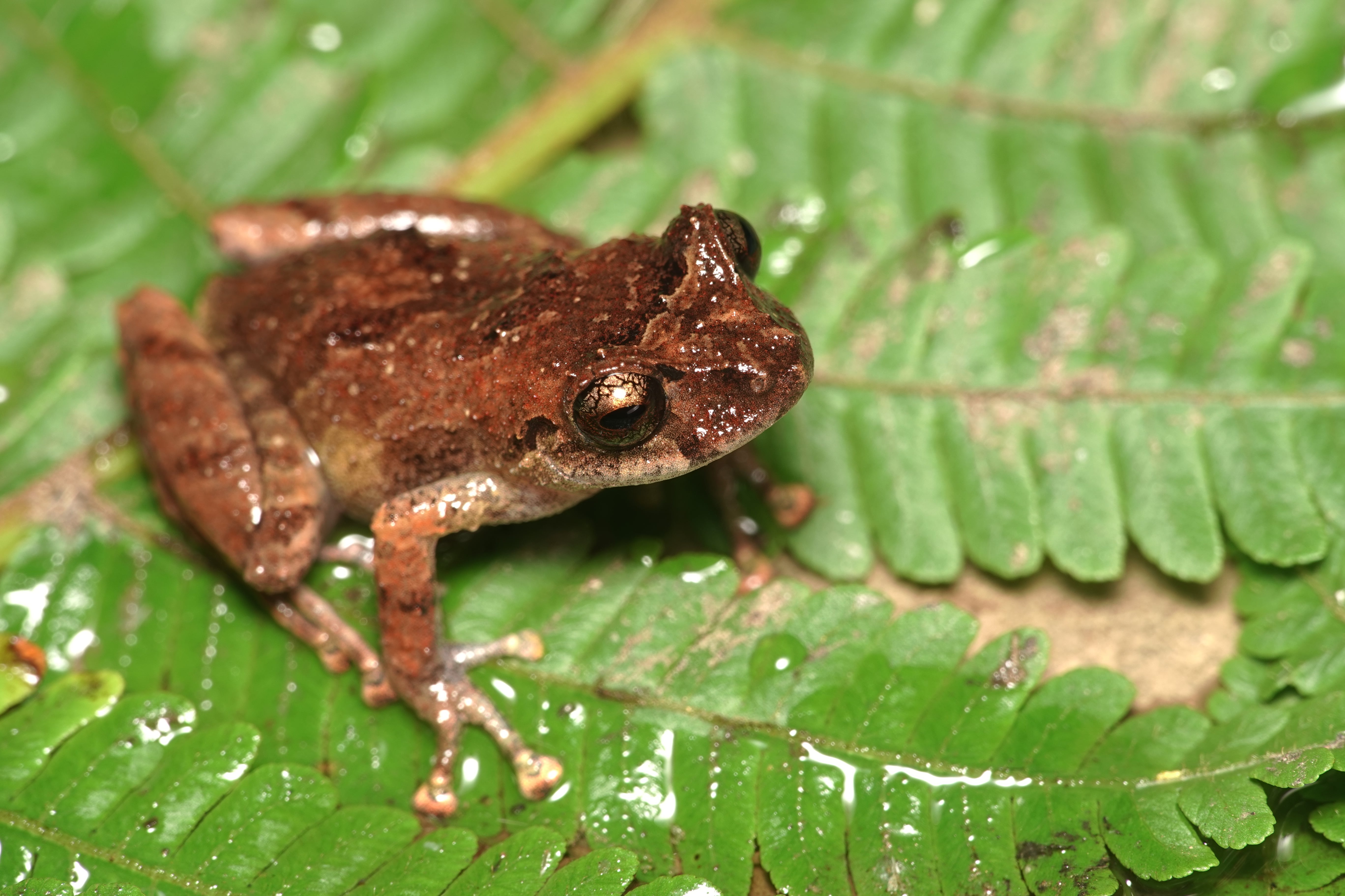 Pristimantis paisa