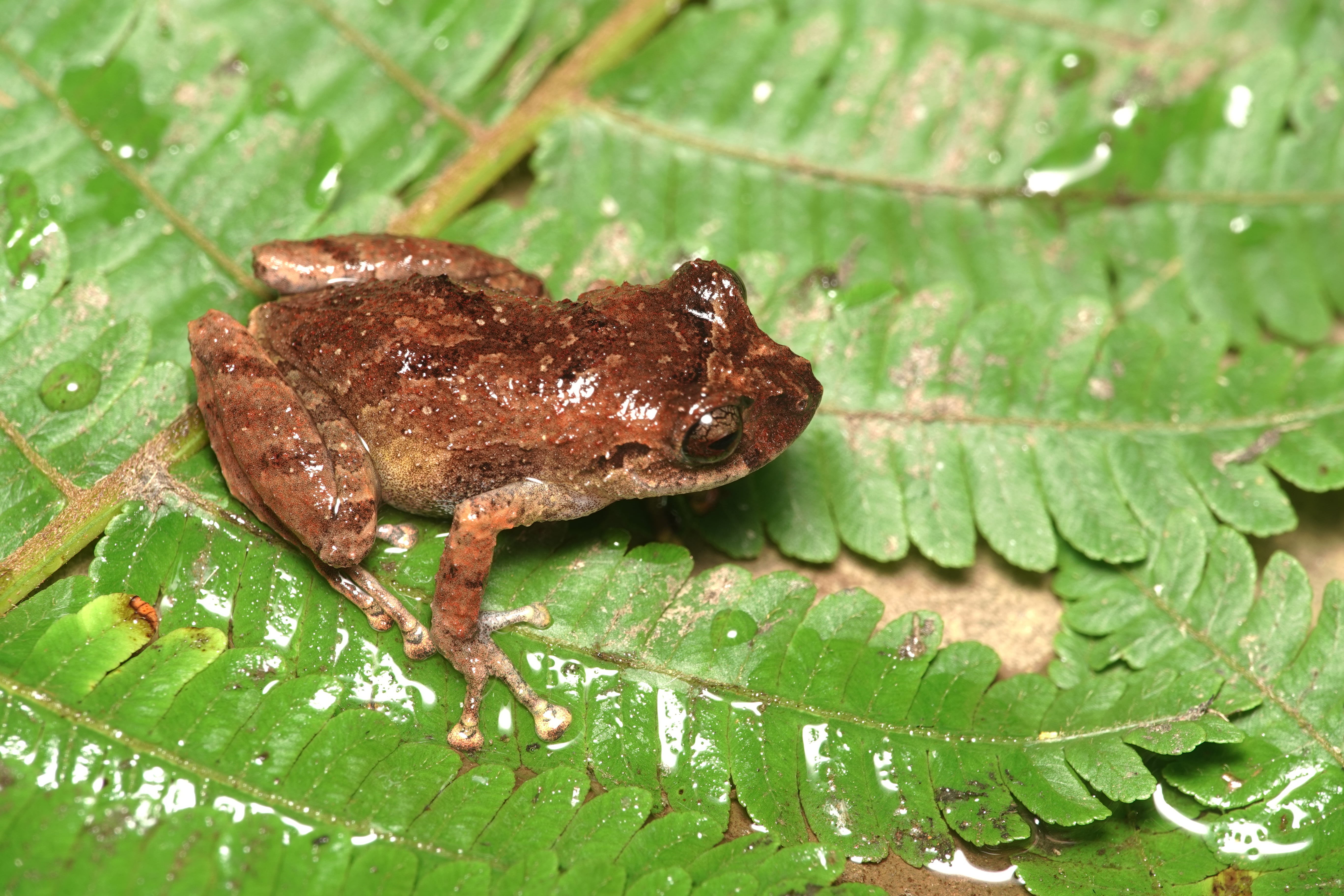 Pristimantis paisa. La Honda.