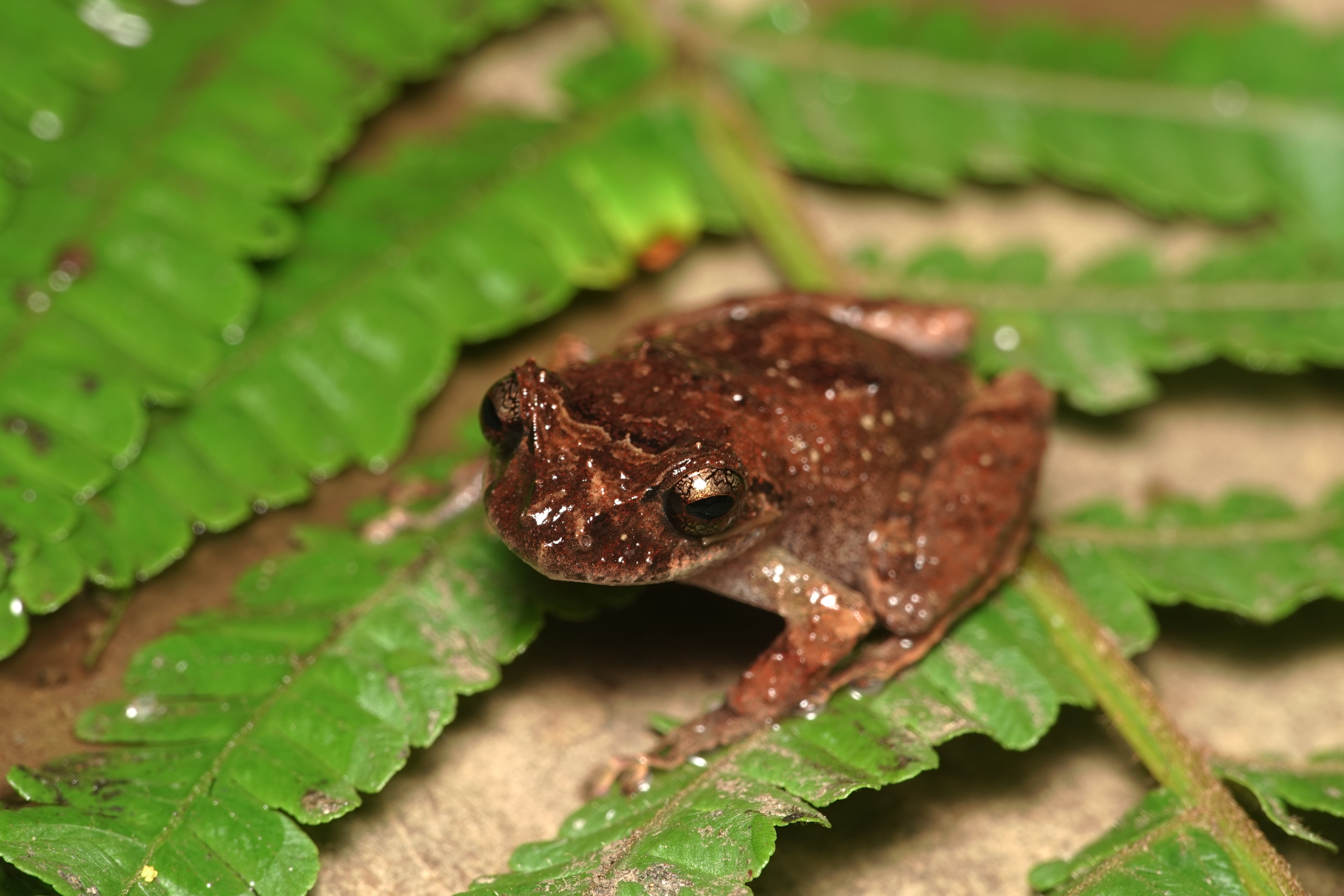 Pristimantis paisa. La Honda.