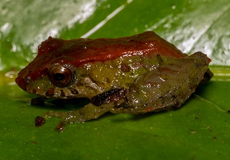 Pristimantis scoloblepharus