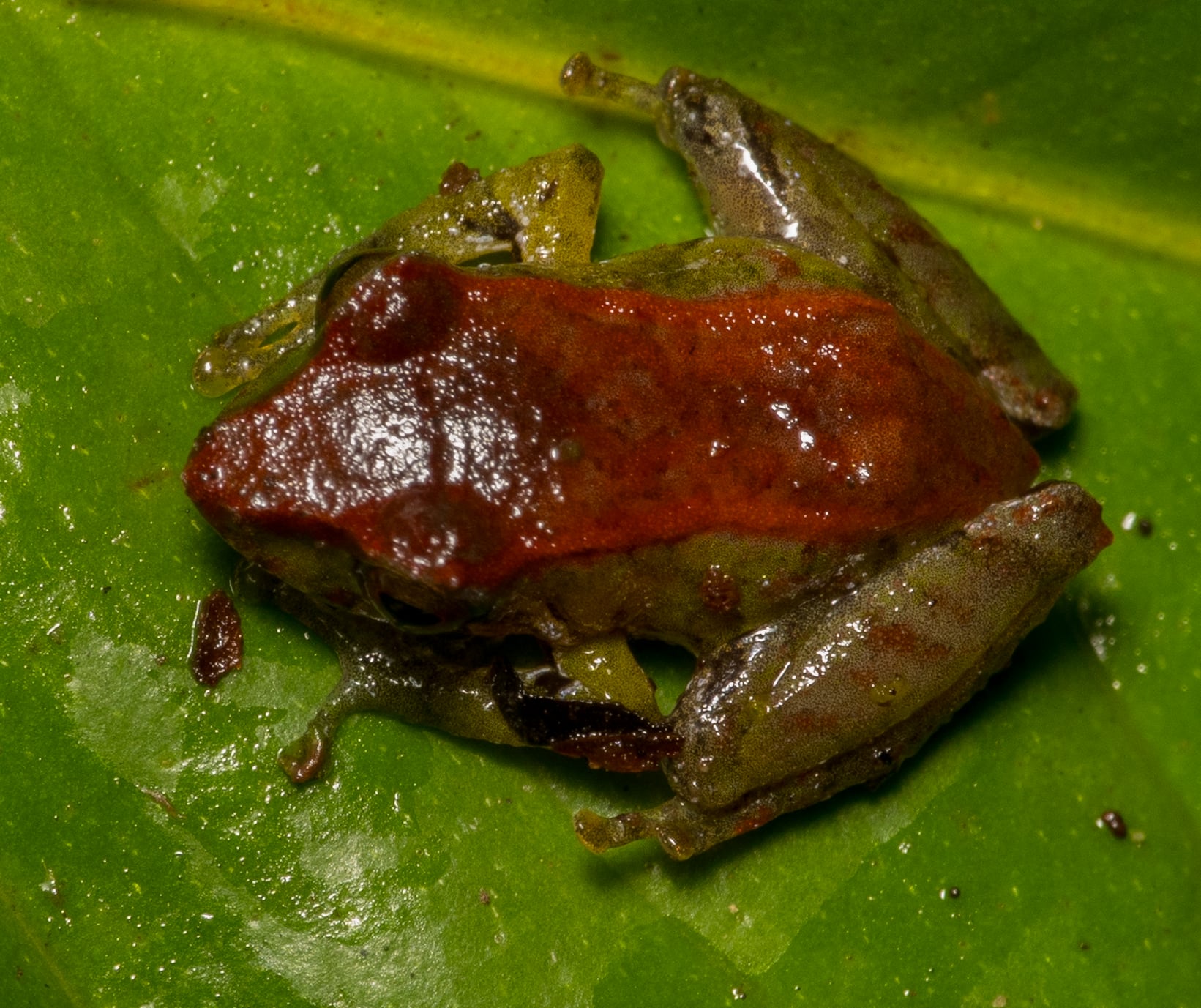 Pristimantis scoloblepharus. La Honda.