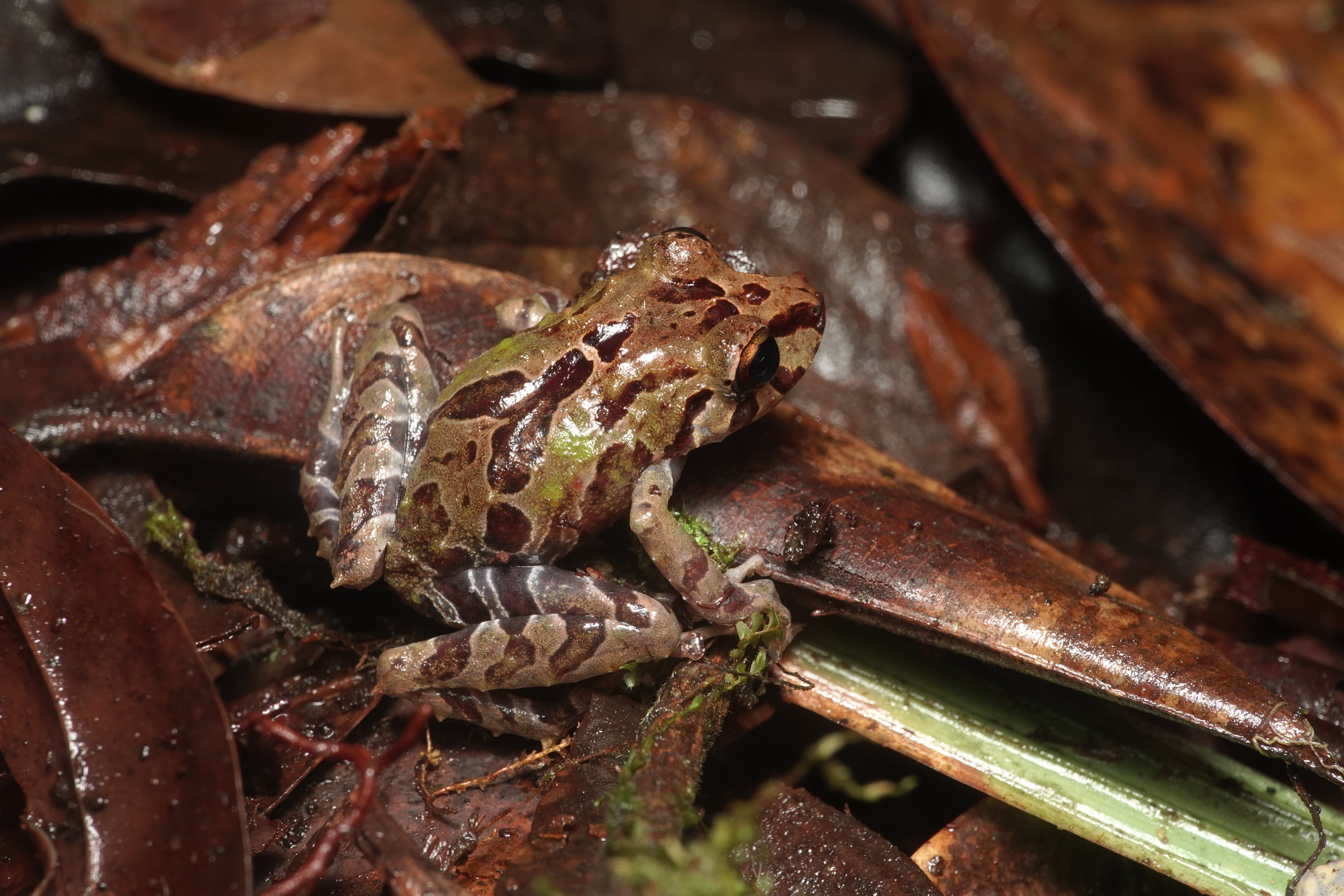 Pristimantis veletis