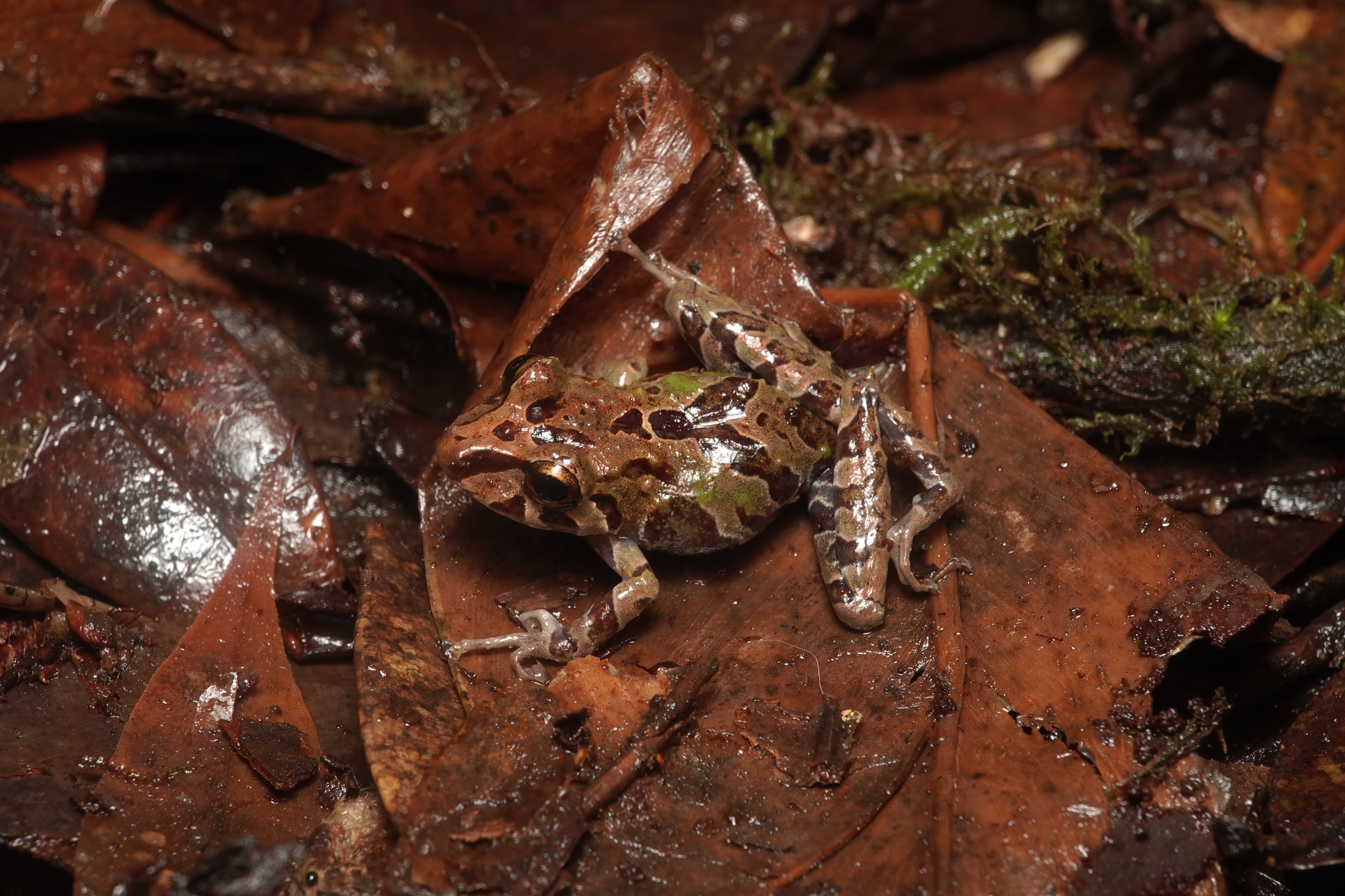 Pristimantis veletis. La Honda.