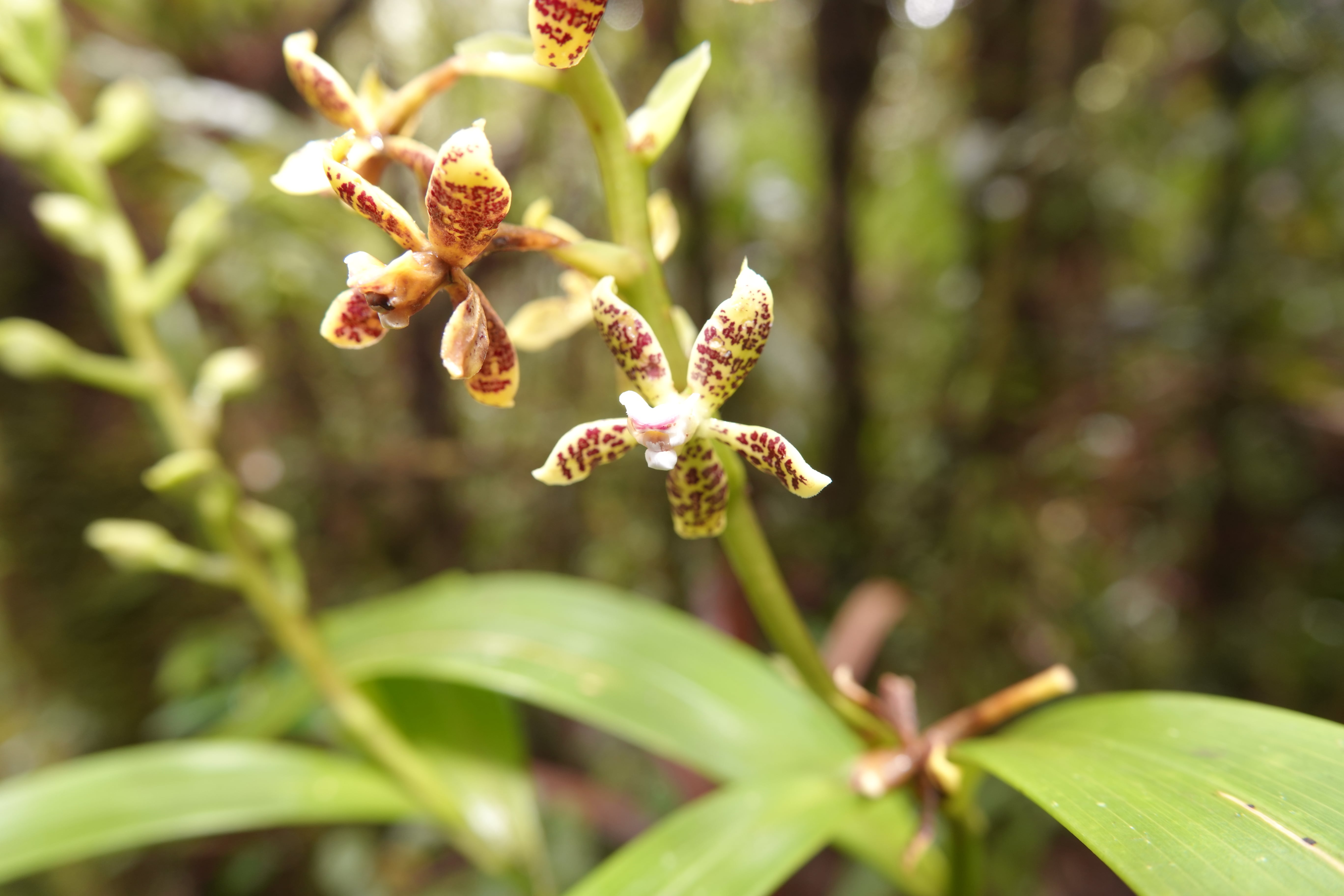 Prosthechea sp 1. La Honda.