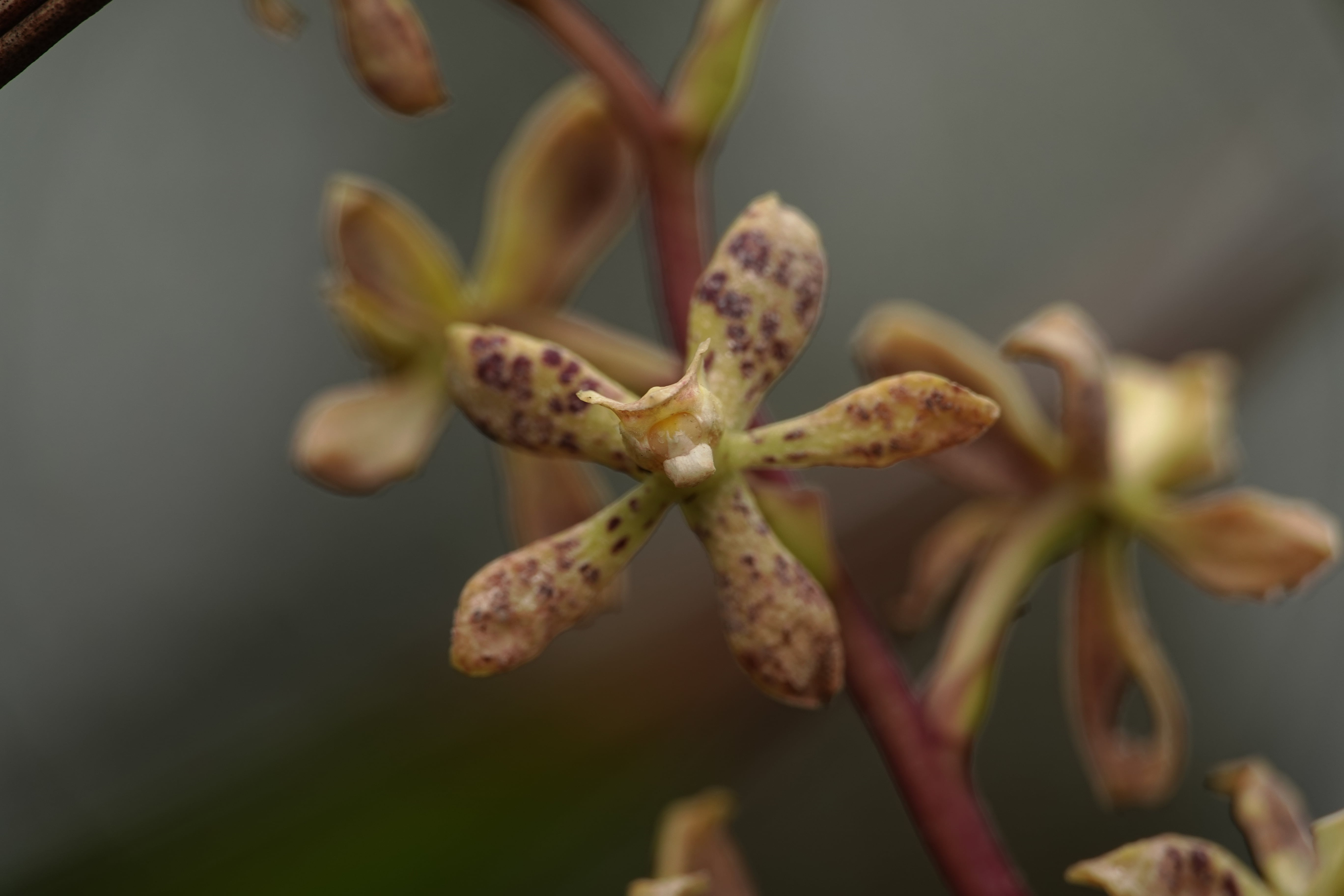 Prosthechea sp 1. La Honda.