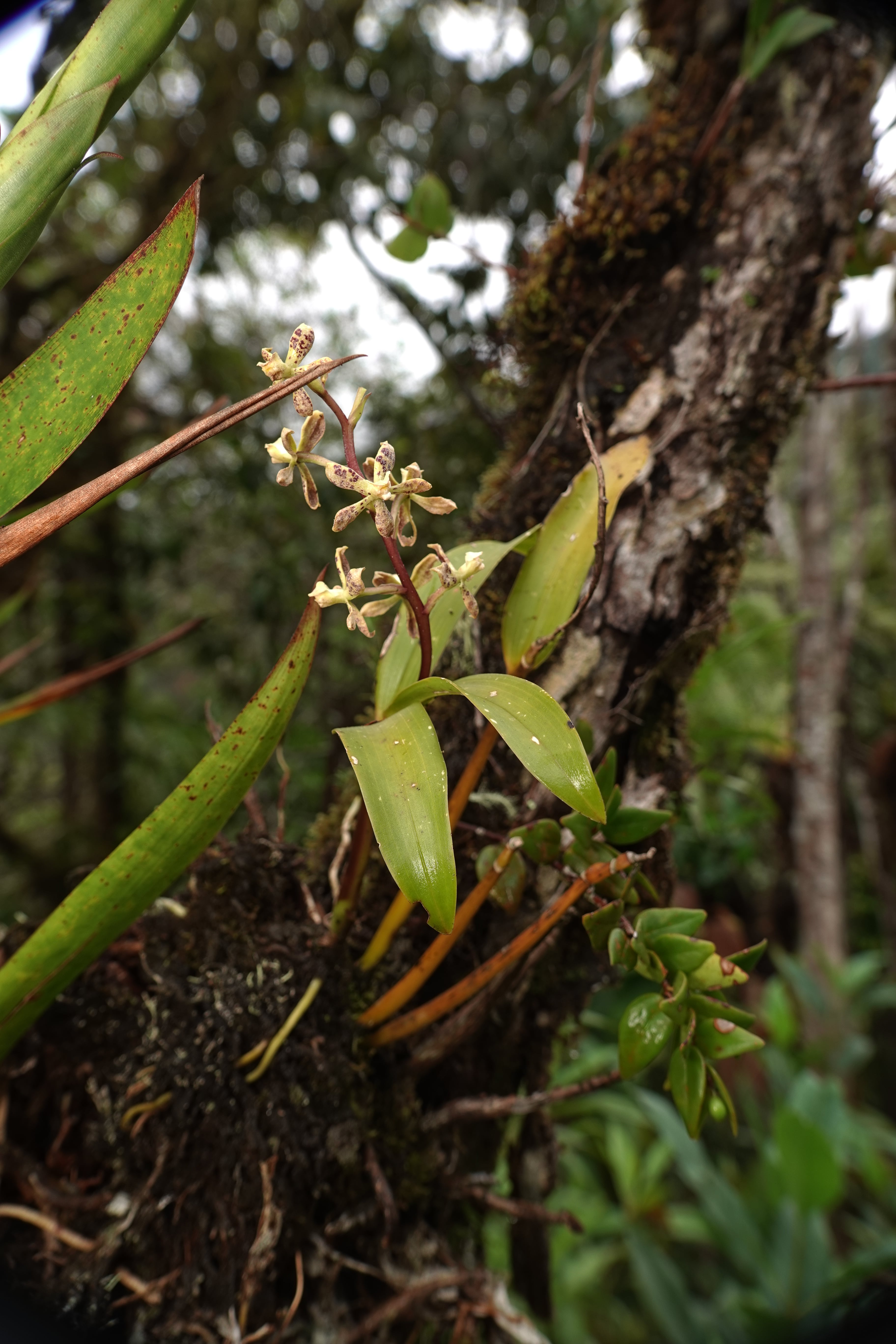 Prosthechea sp 1. La Honda.