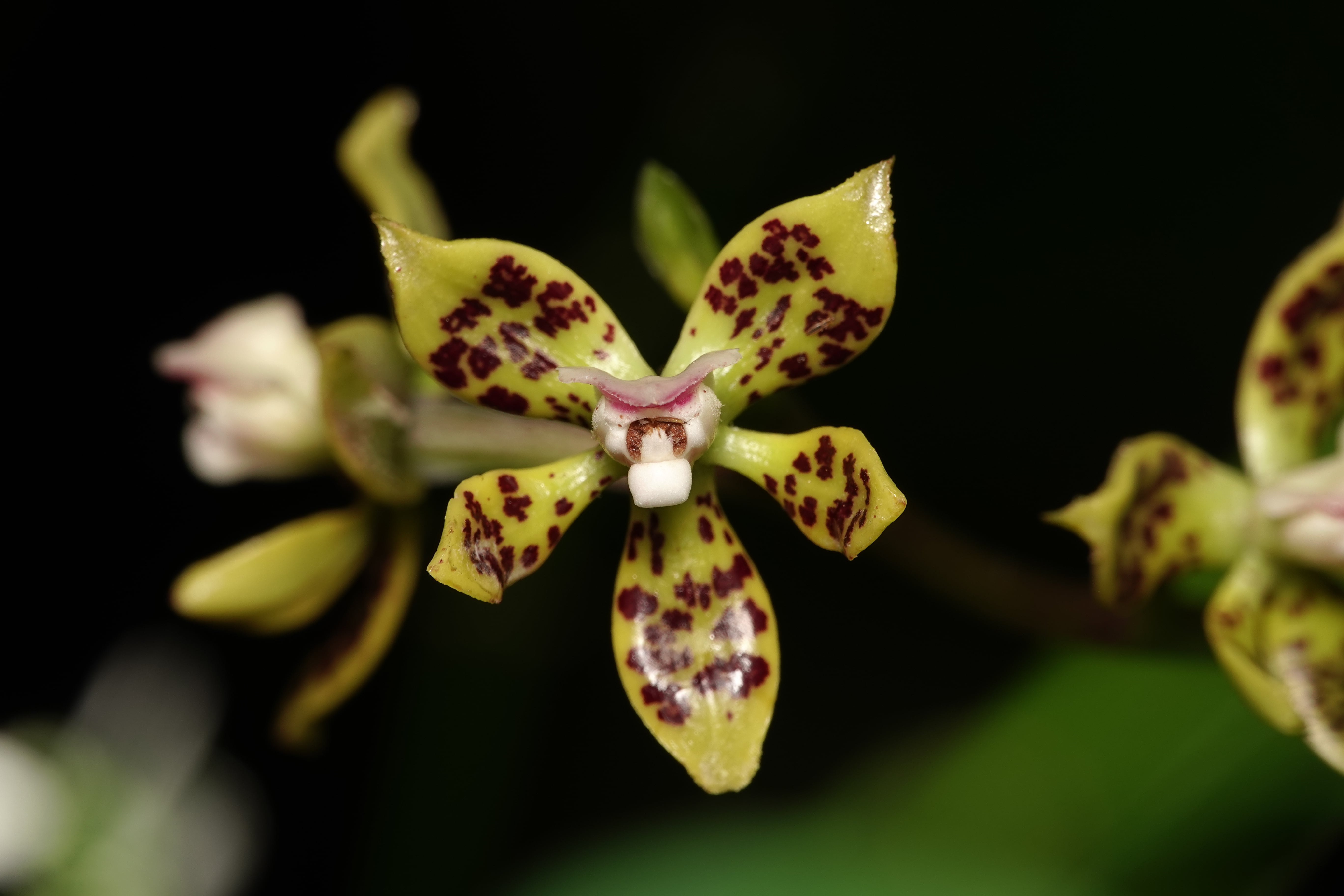 Prosthechea sp 1