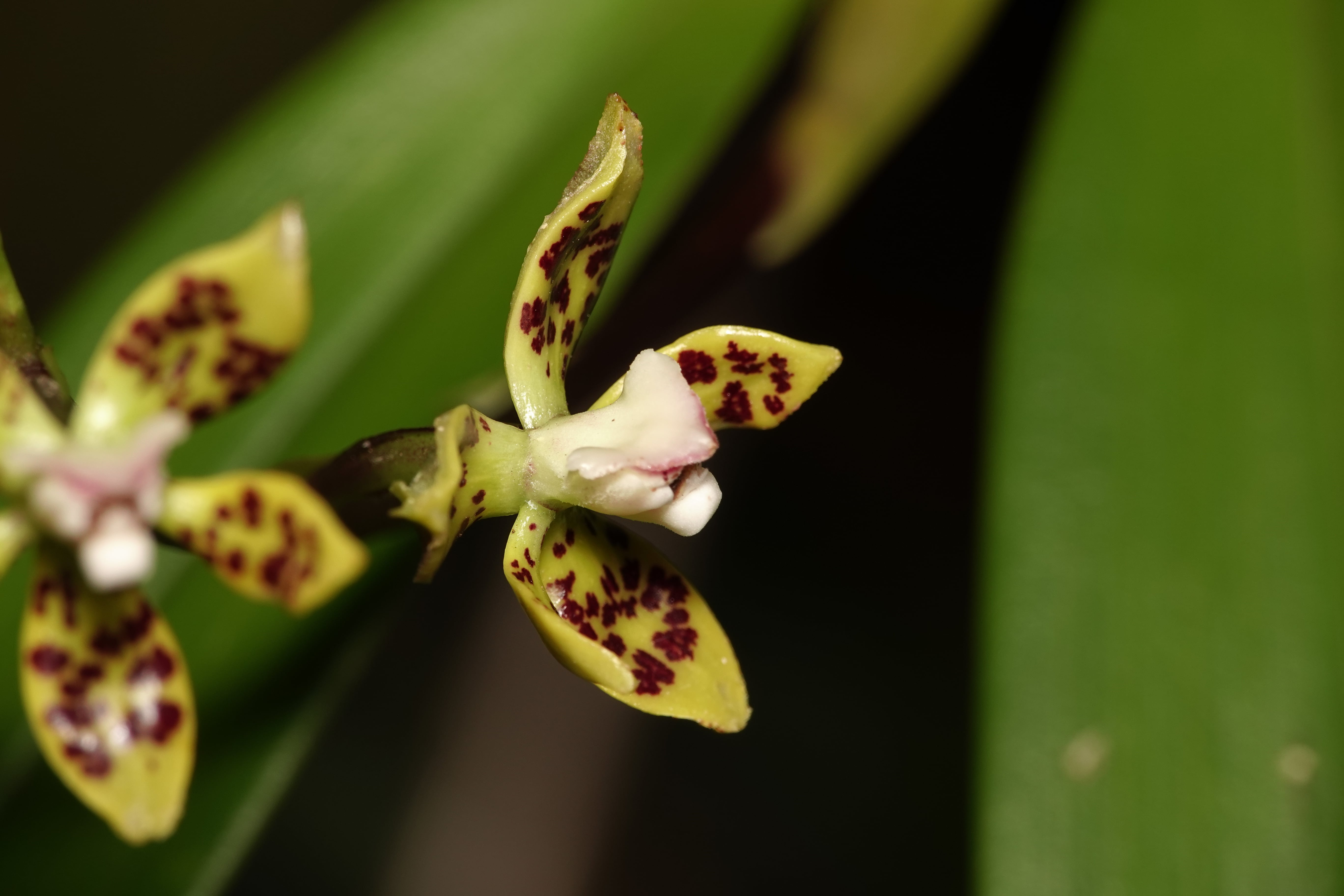 Prosthechea sp 1. La Honda.