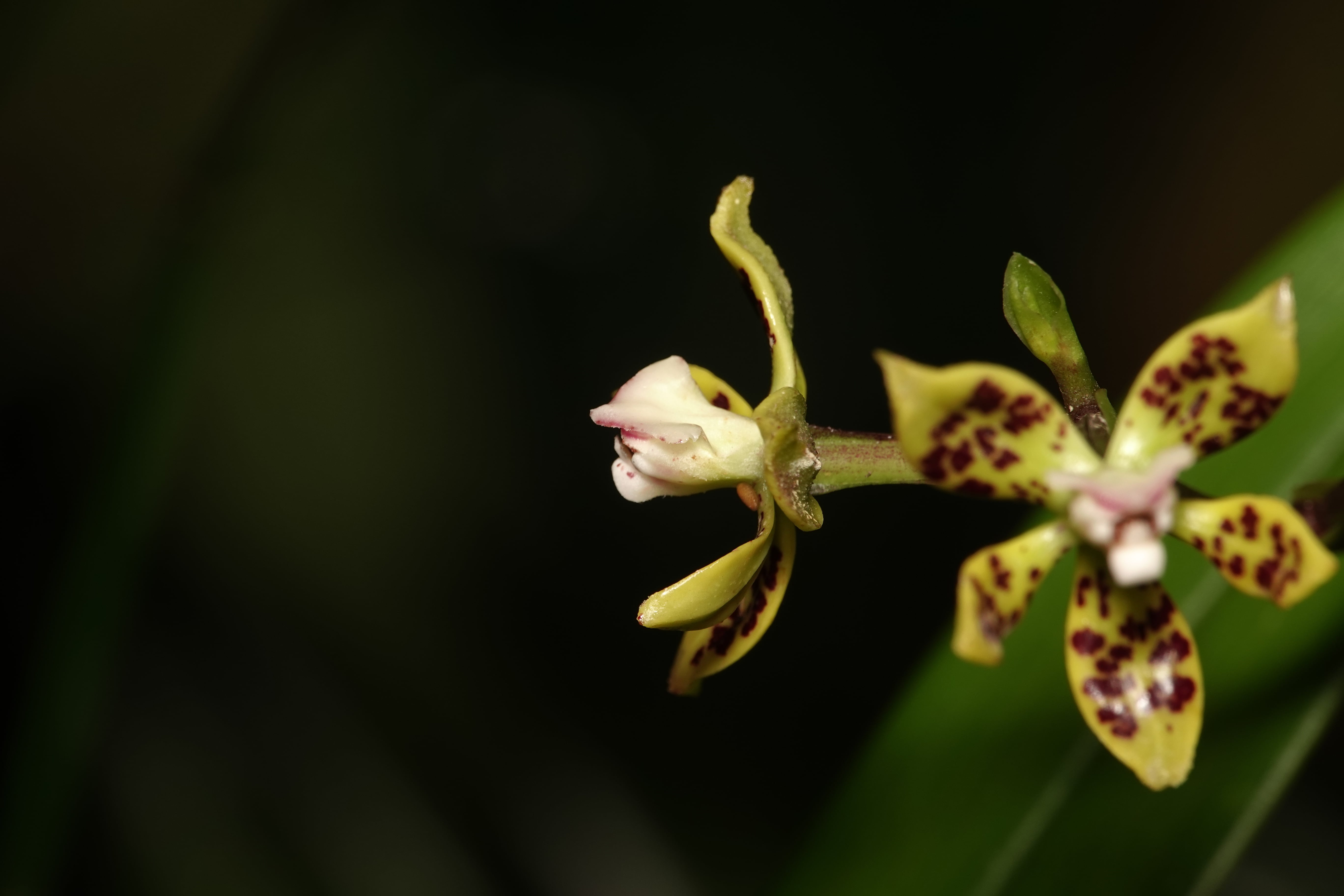 Prosthechea sp 1. La Honda.