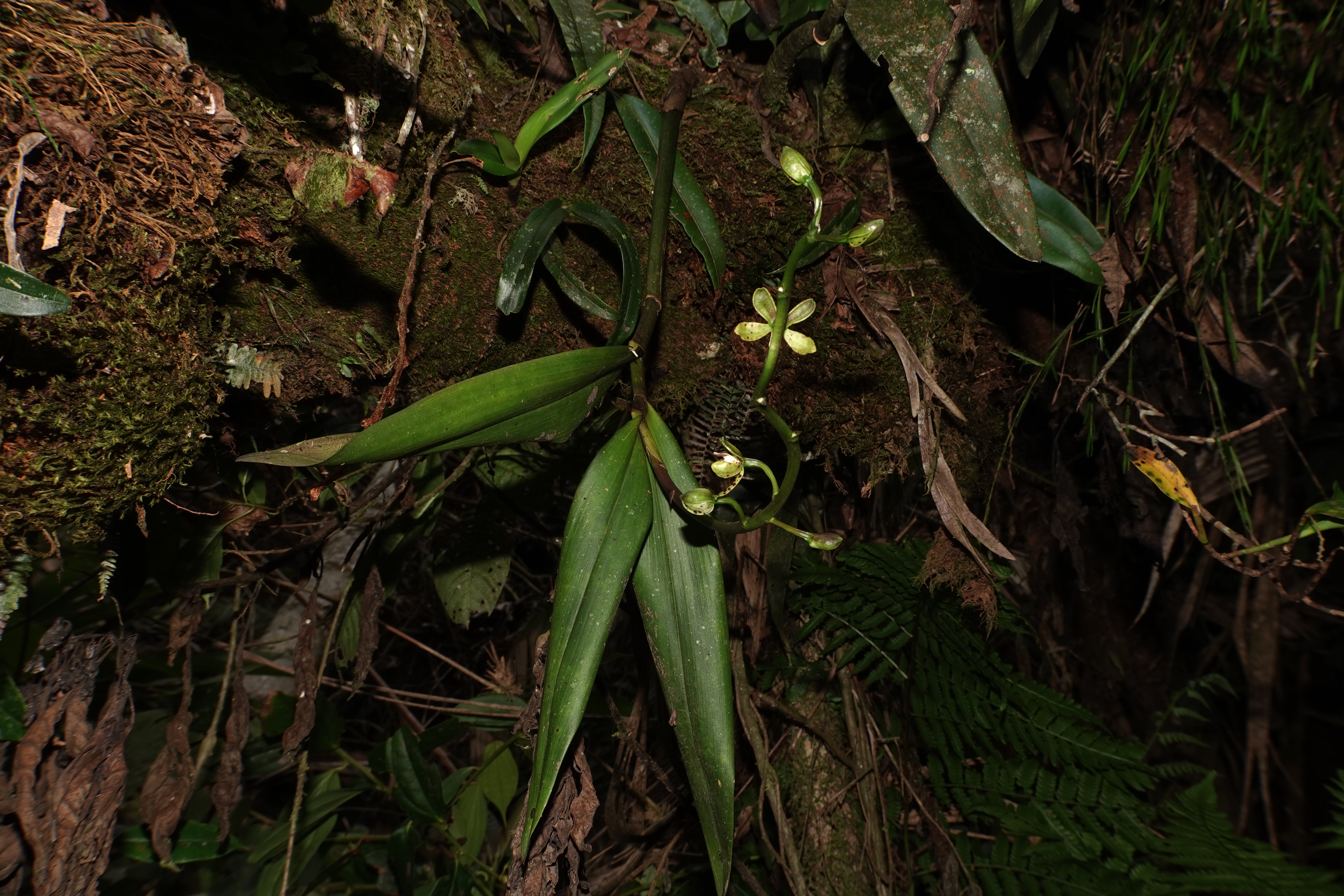 Prosthechea sp 2. La Honda.