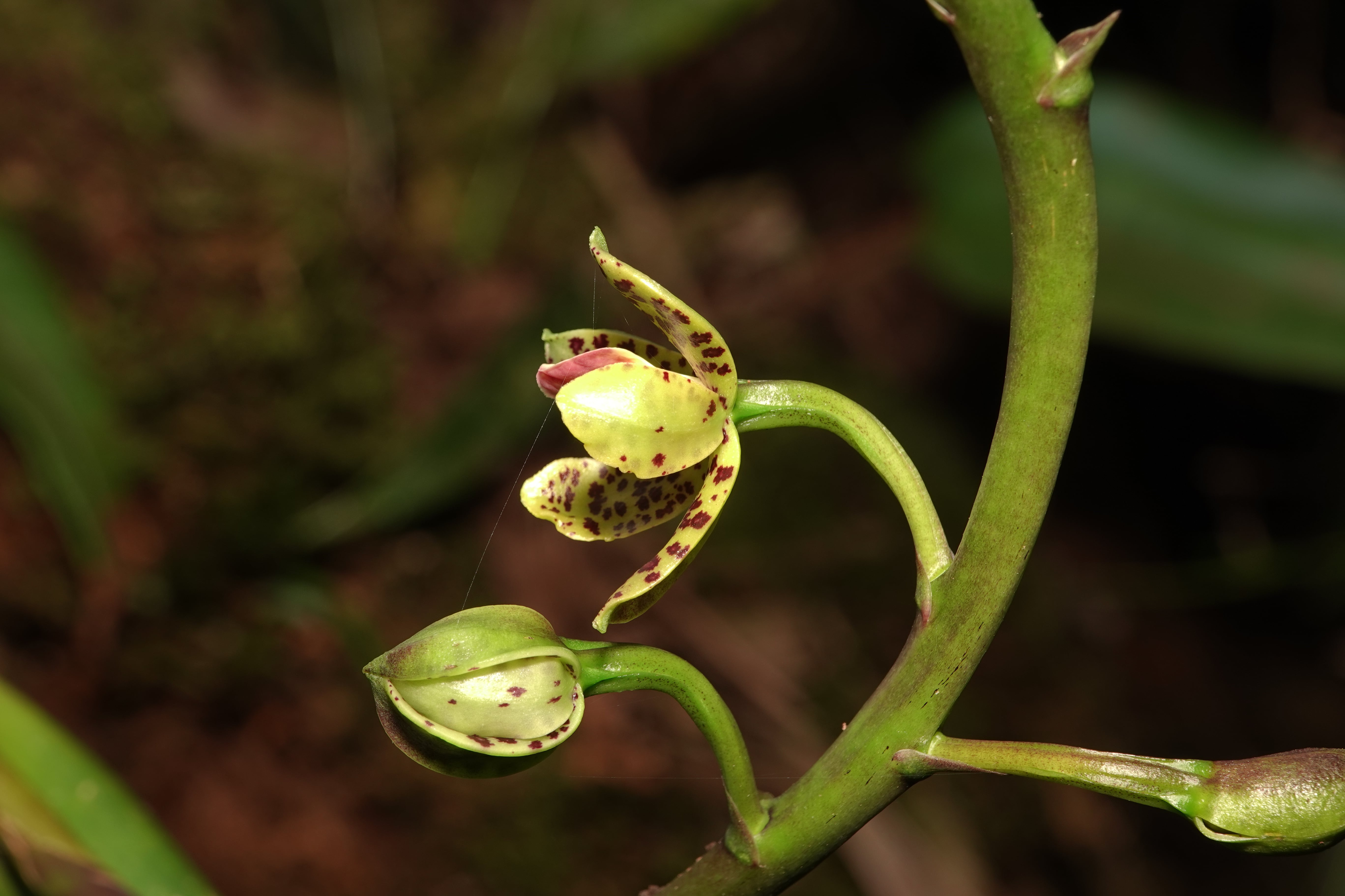 Prosthechea sp 2. La Honda.