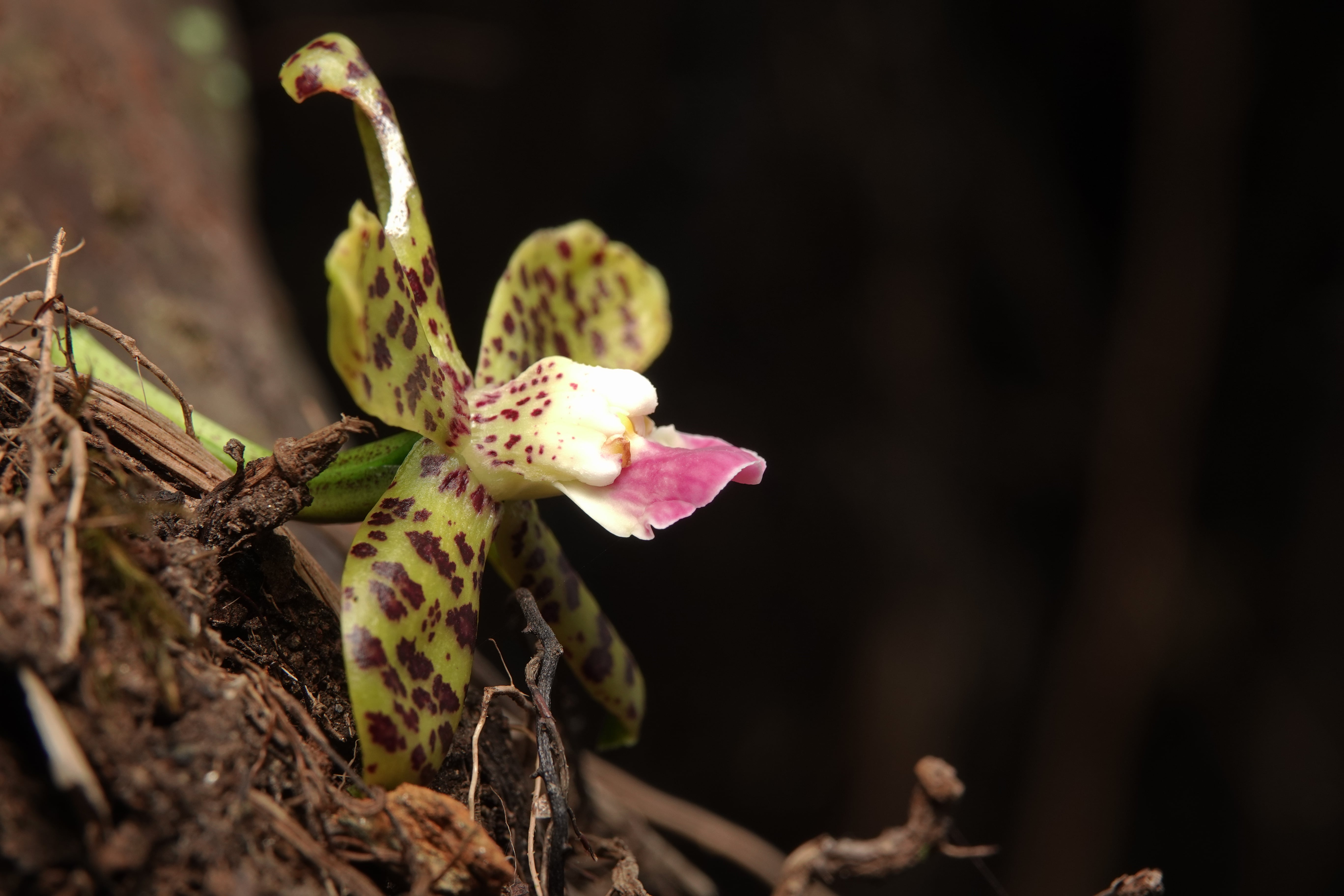Prosthechea sp 2. La Honda.