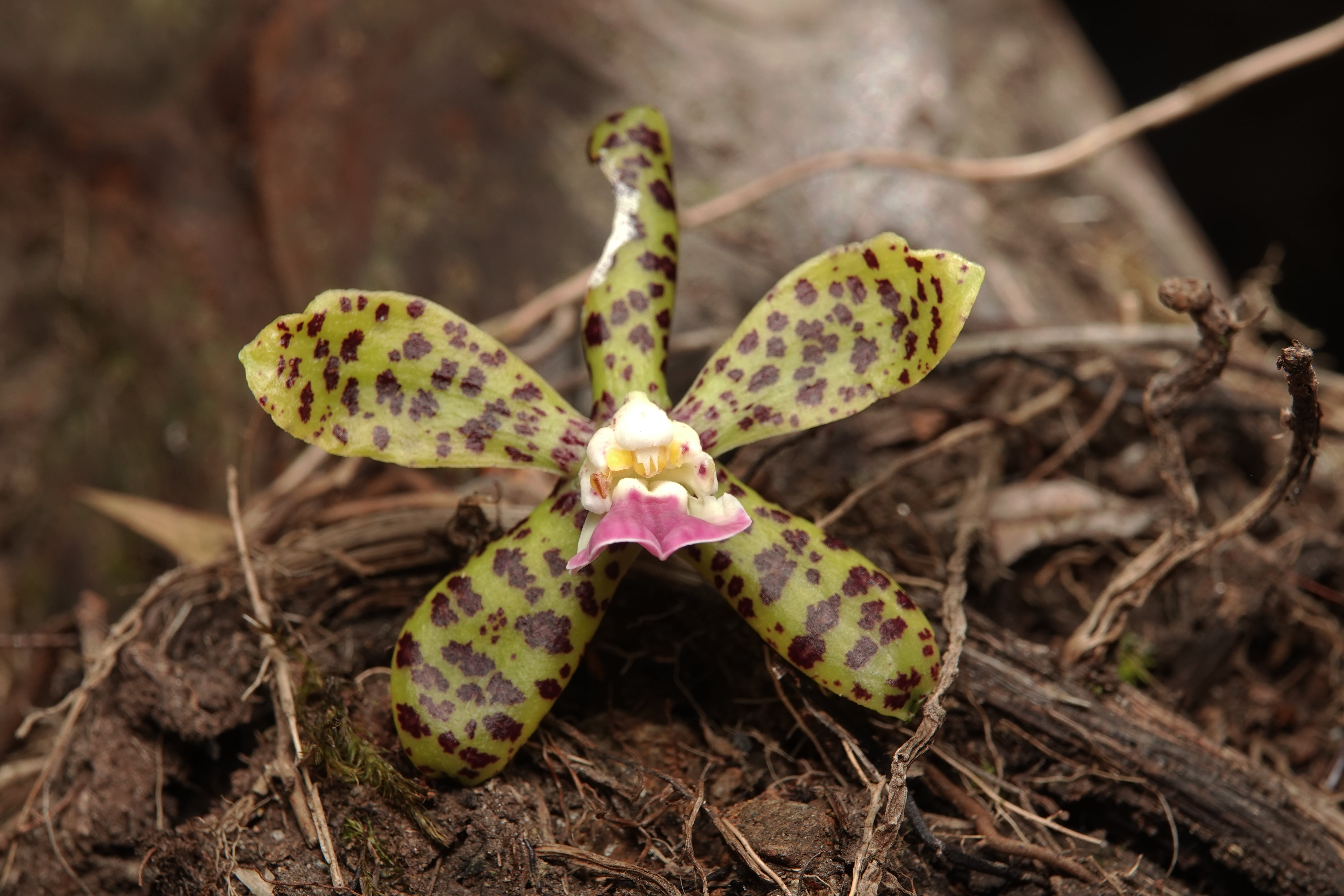 Prosthechea sp 2