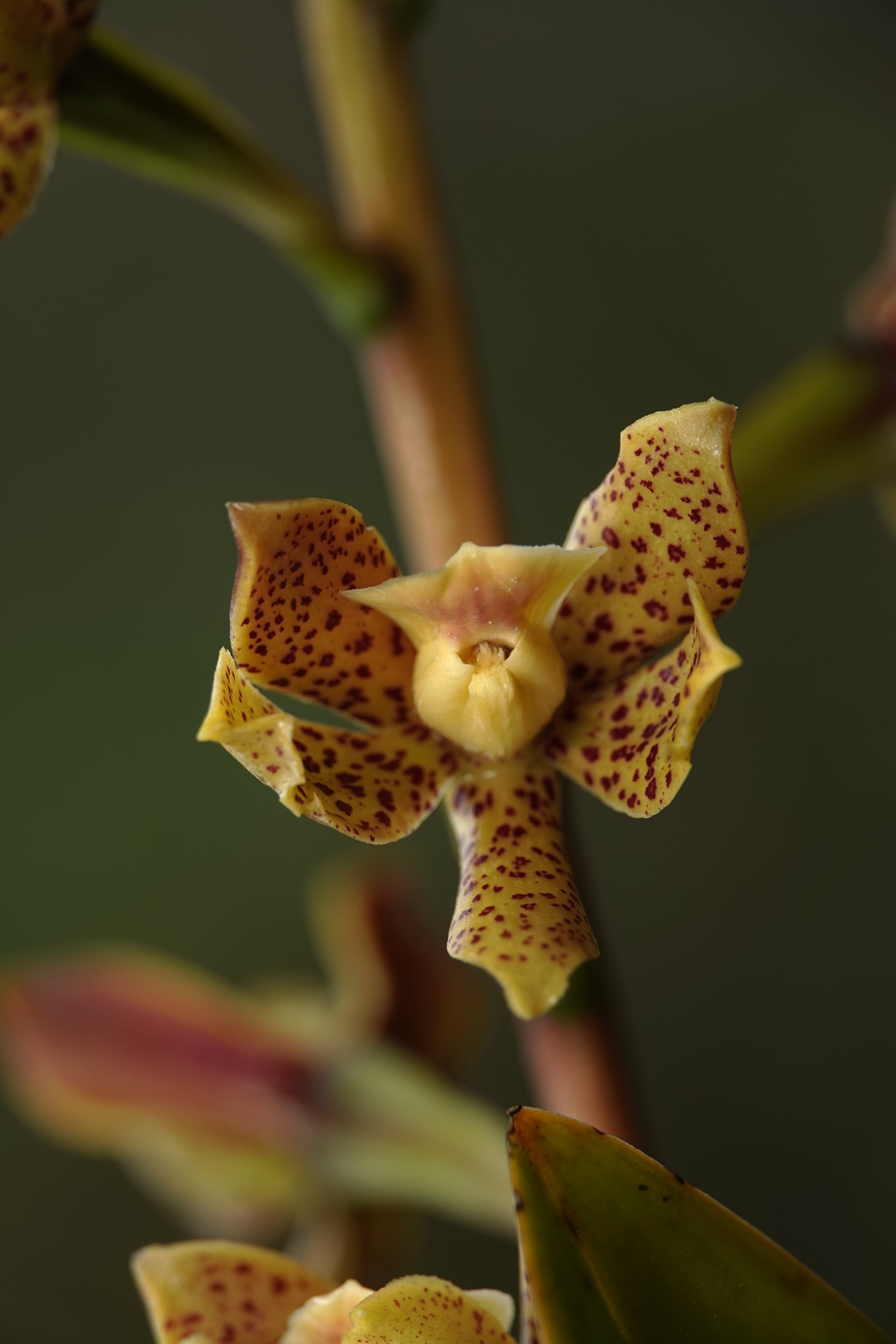 Prosthechea sp 3