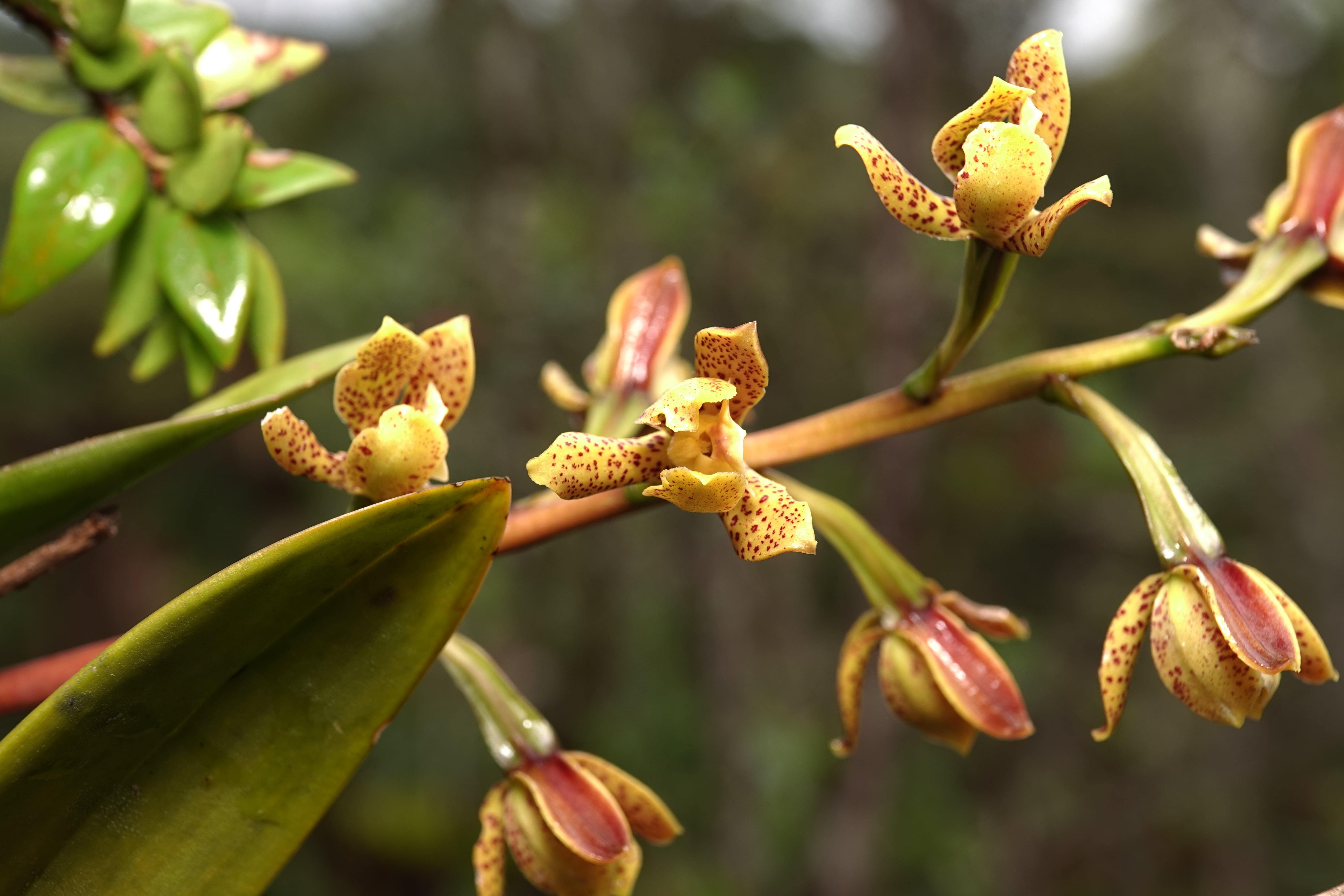 Prosthechea sp 3. La Honda.