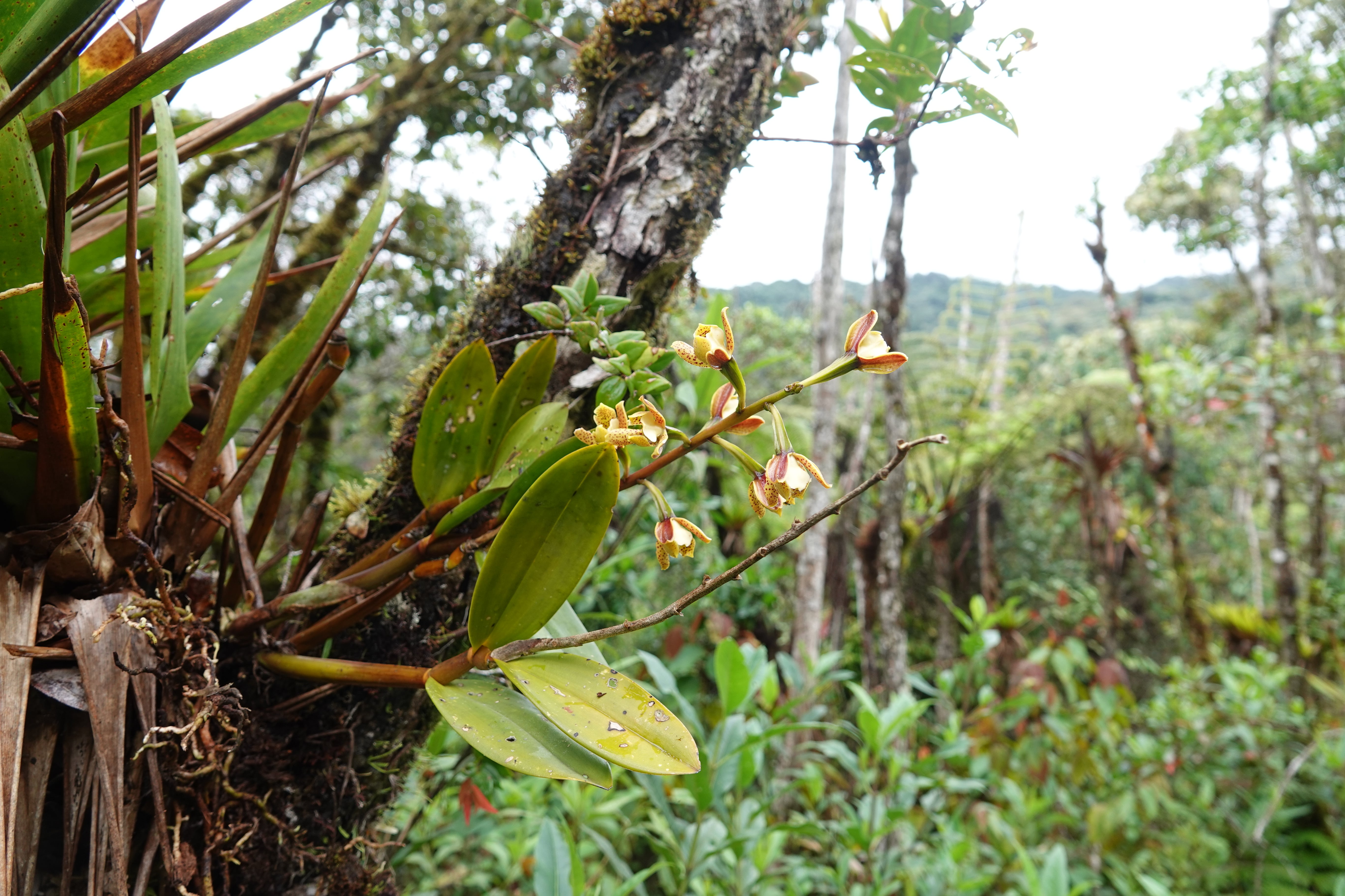 Prosthechea sp 3. La Honda.
