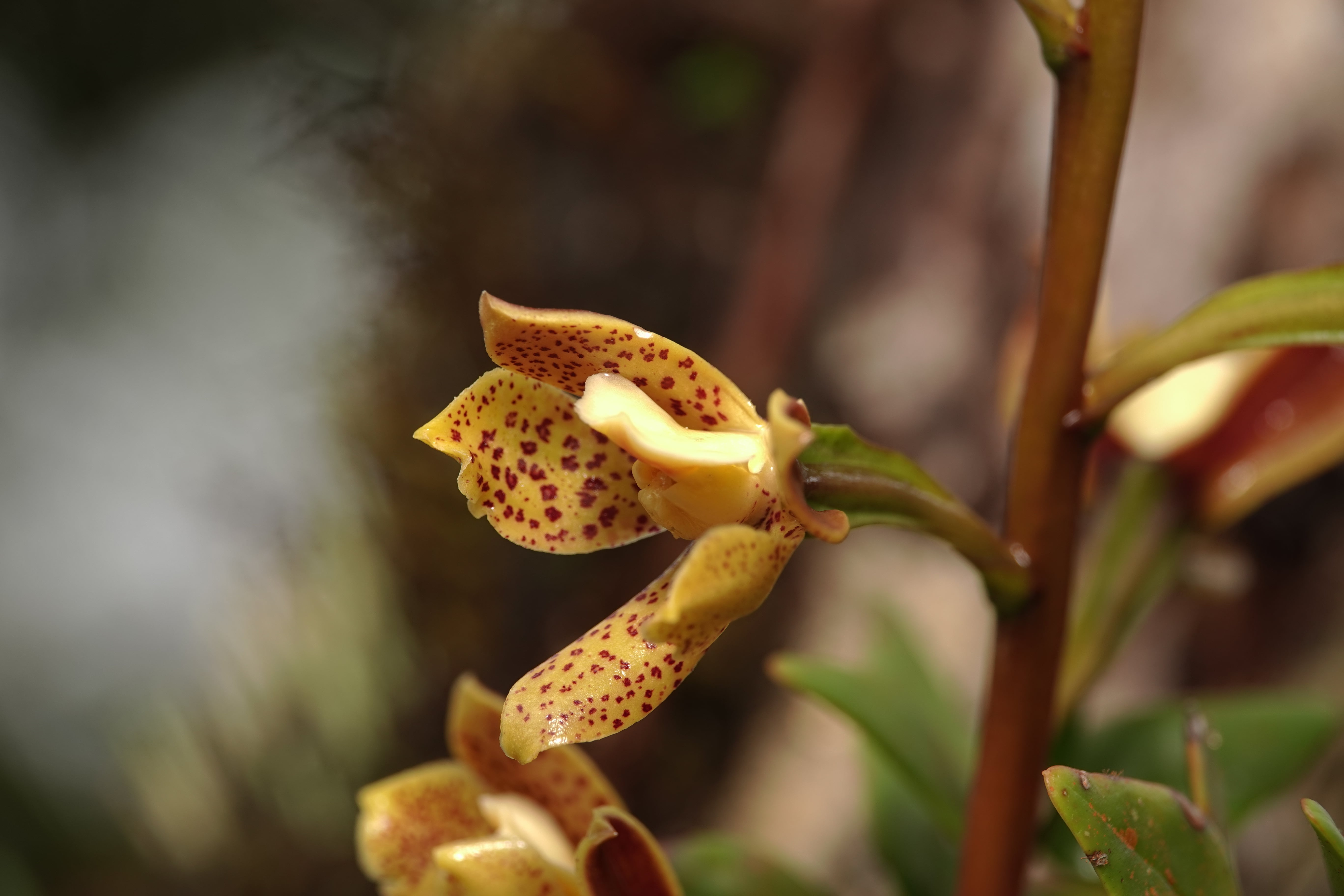 Prosthechea sp 3. La Honda.