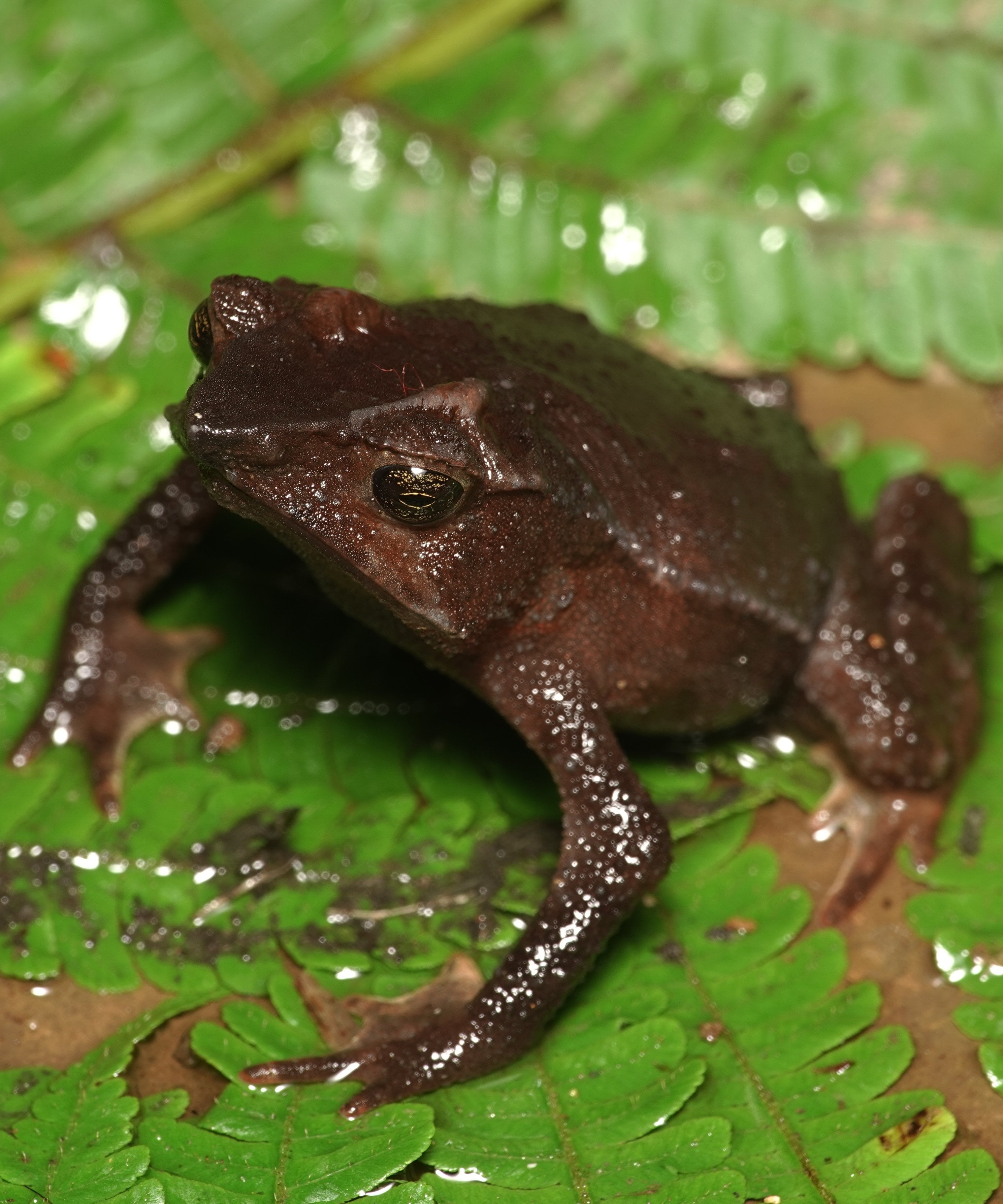 Rhinella macrorhina