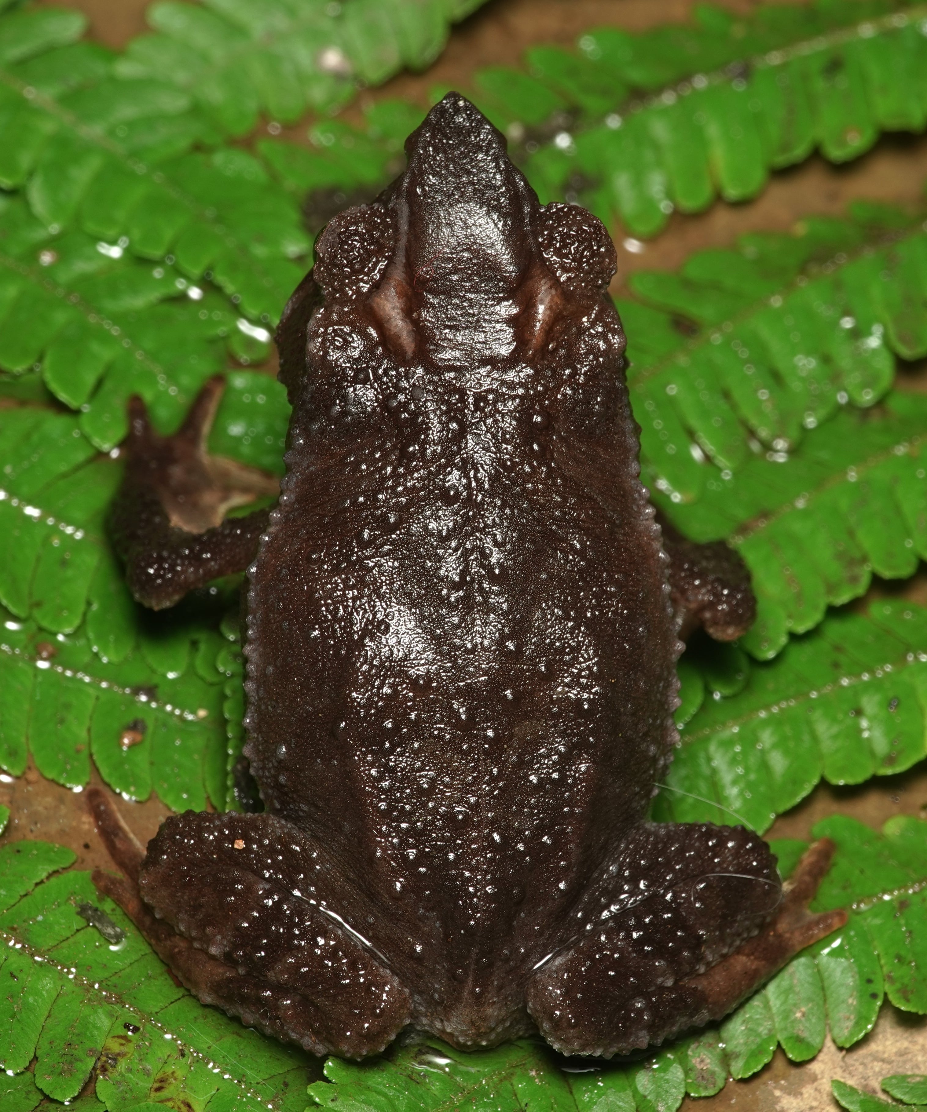 Rhinella macrorhina — dorsal view showing the well-developed cranial crests at the apex of the head and the dorsolateral row of small tubercles, La Honda, 2025.