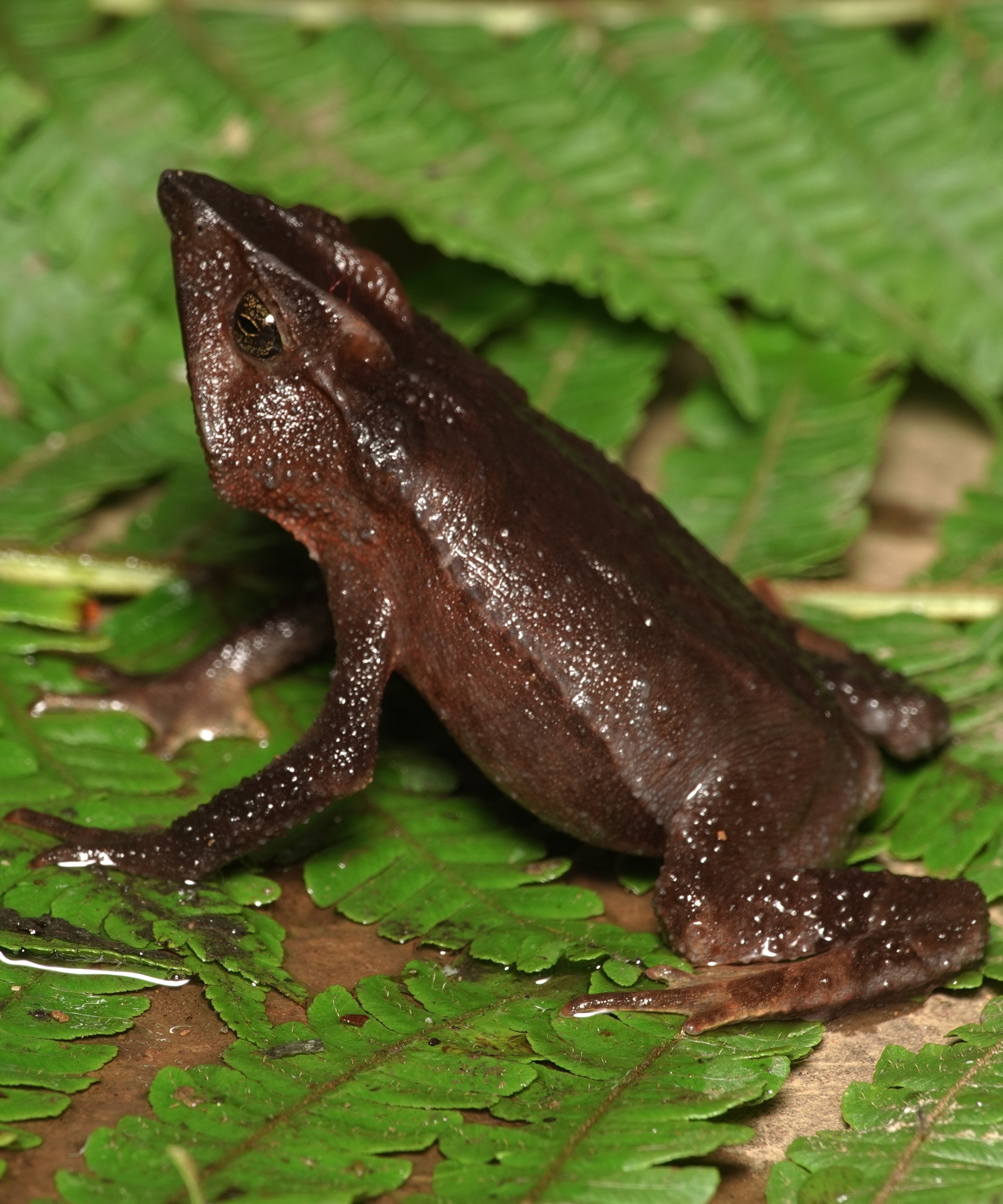 Rhinella macrorhina — three-quarter portrait showing the snout profile and the coppery-bronze iris, La Honda, 2025.