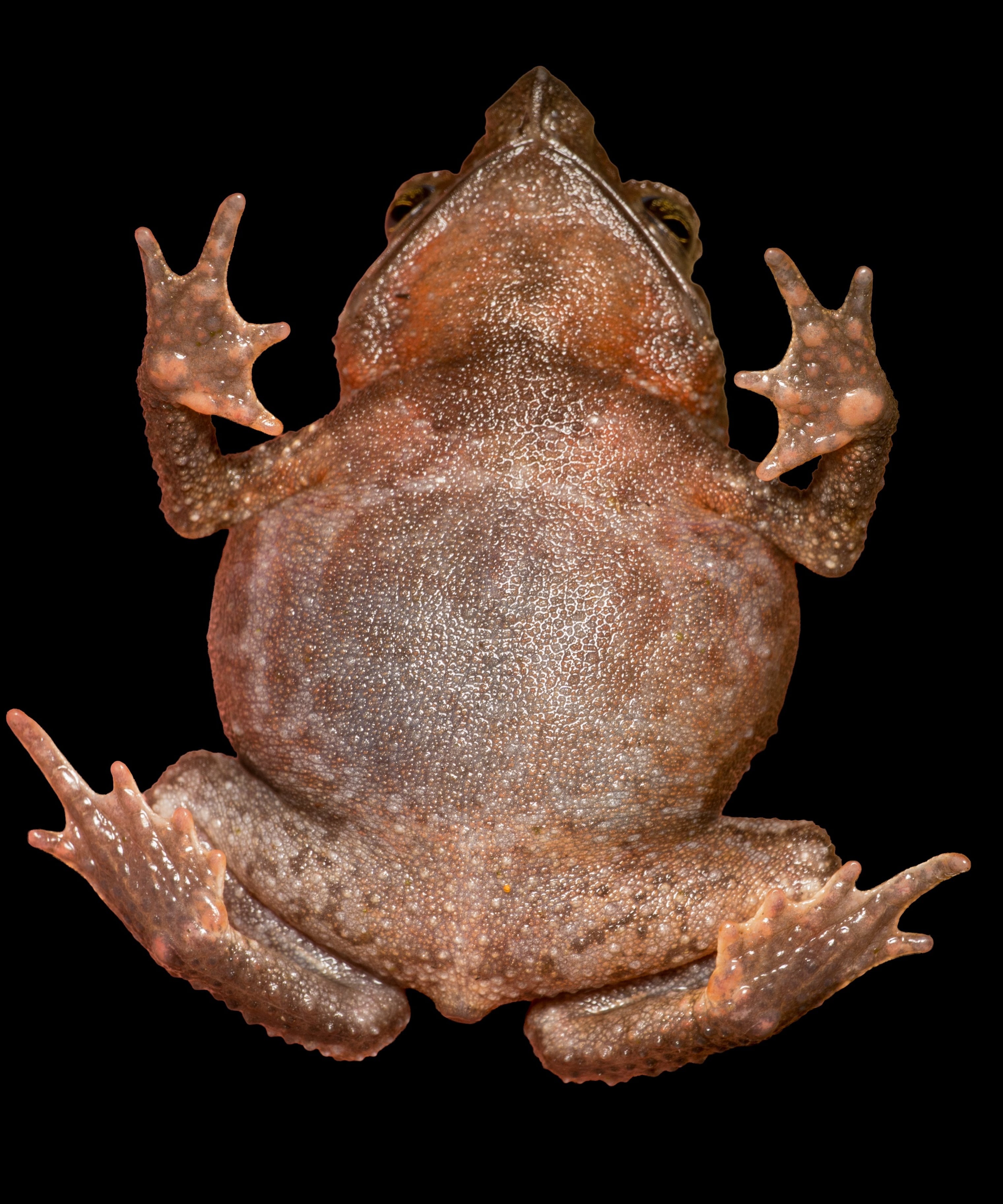 Rhinella macrorhina — dorsal studio view on a black background, showing cranial ornamentation and the markedly tuberculate dorsal skin, La Honda, 2025.