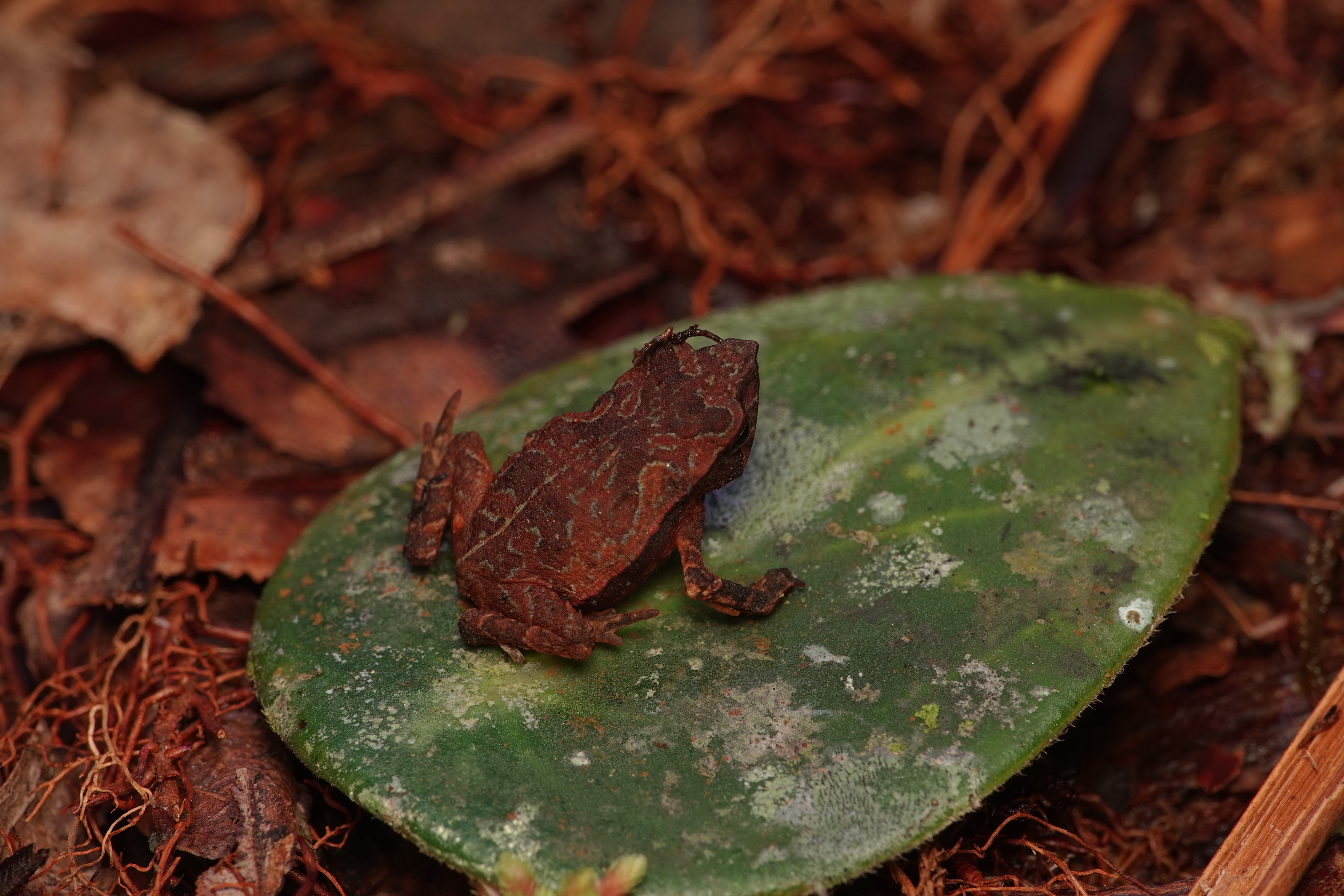 Rhinella macrorhina. La Honda.