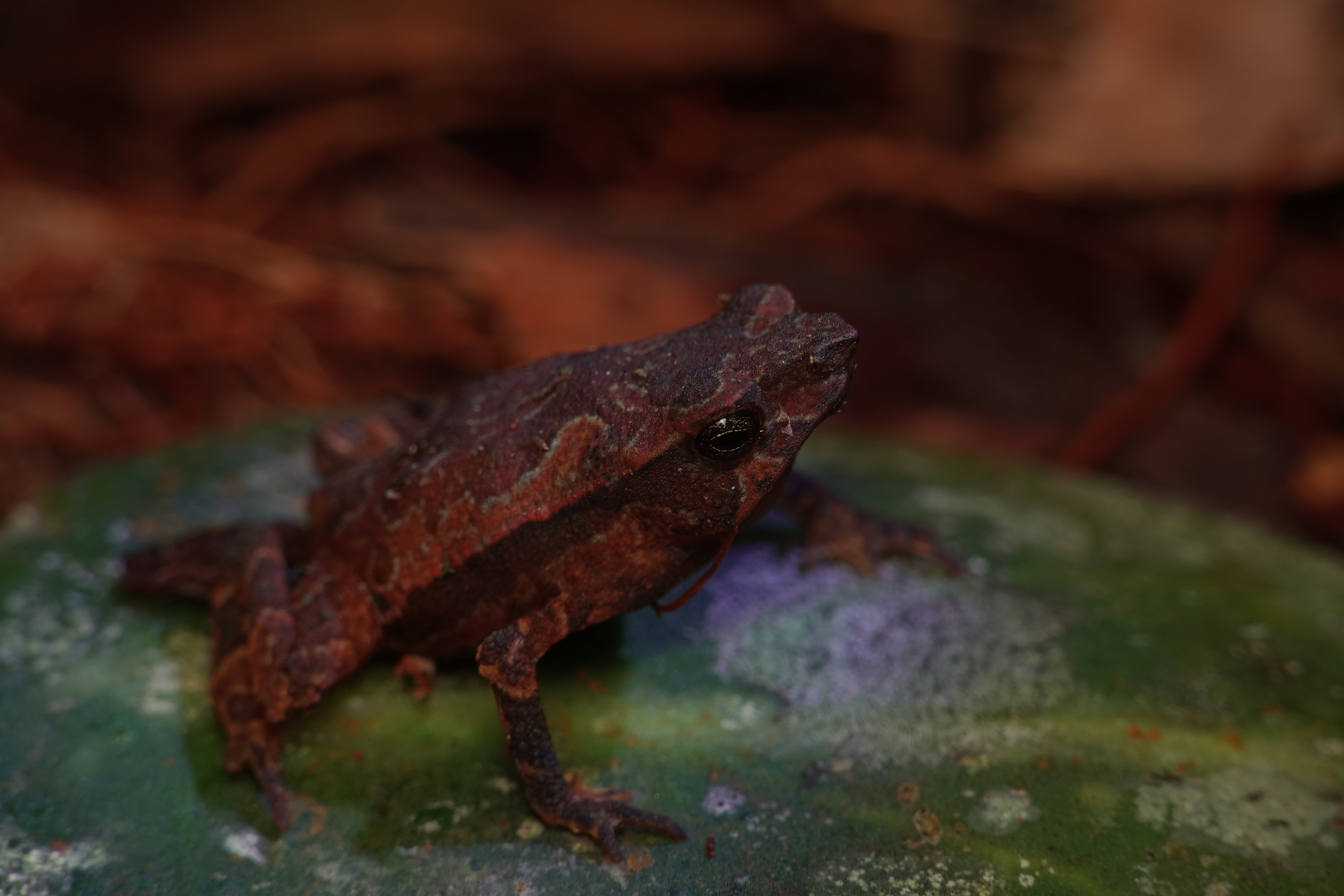 Rhinella macrorhina. La Honda.