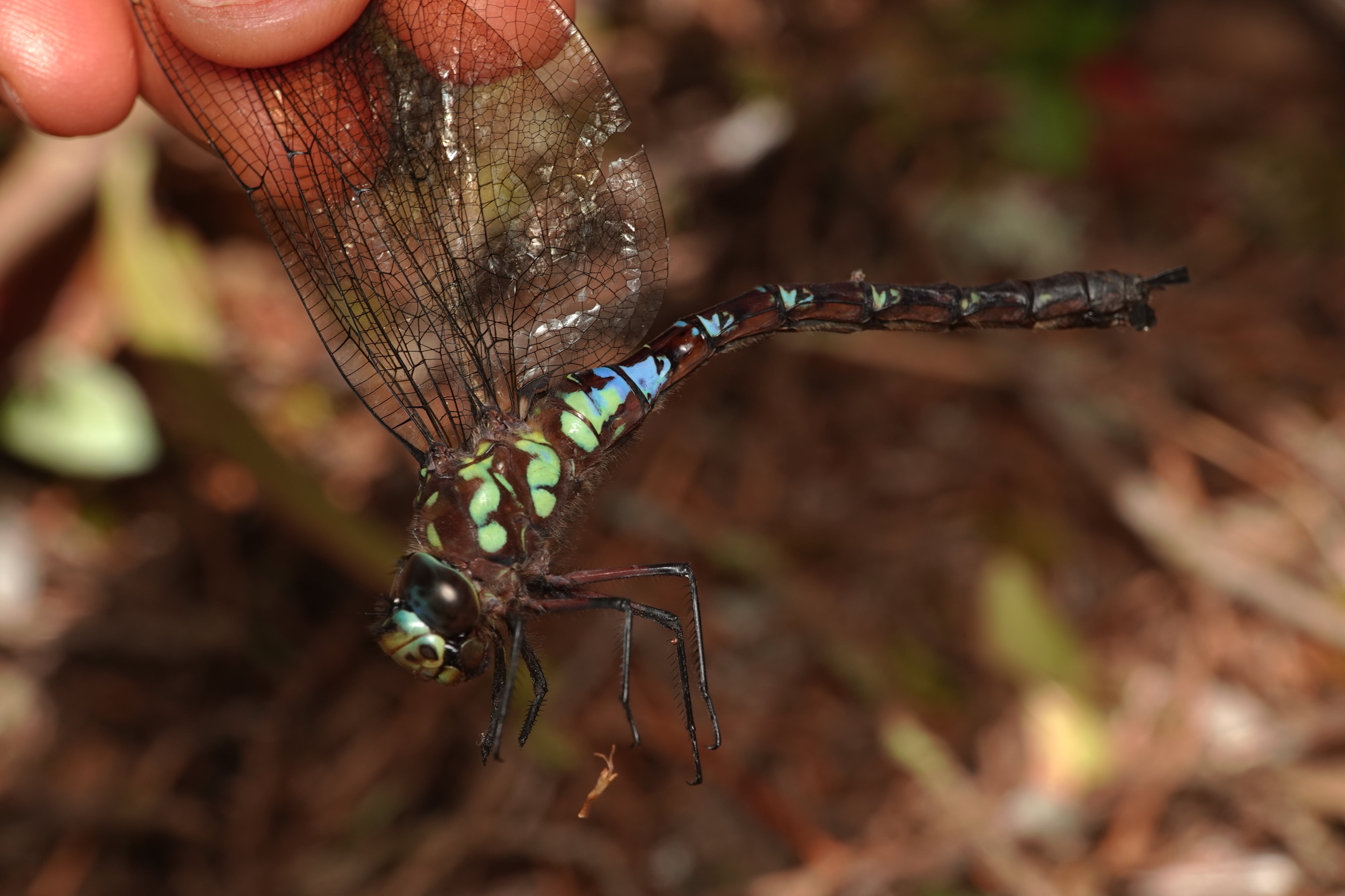 Rhionaeschna joannisi