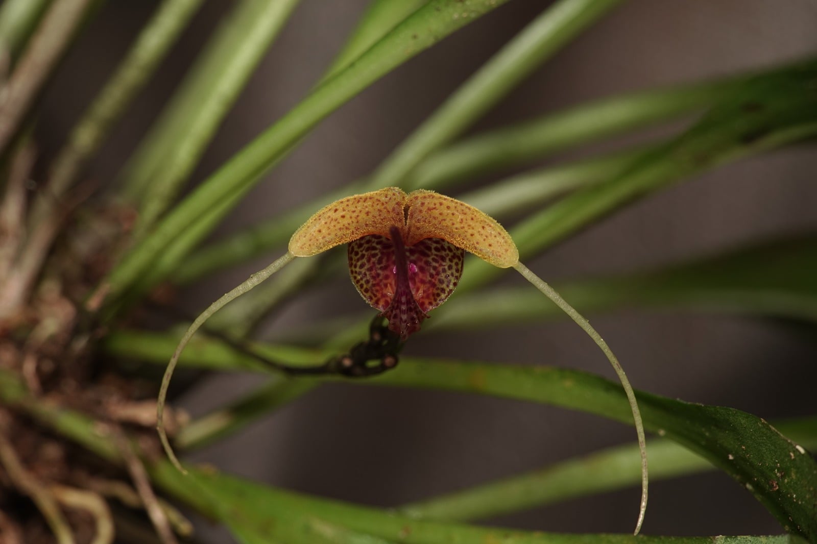 Scaphosepalum sp
