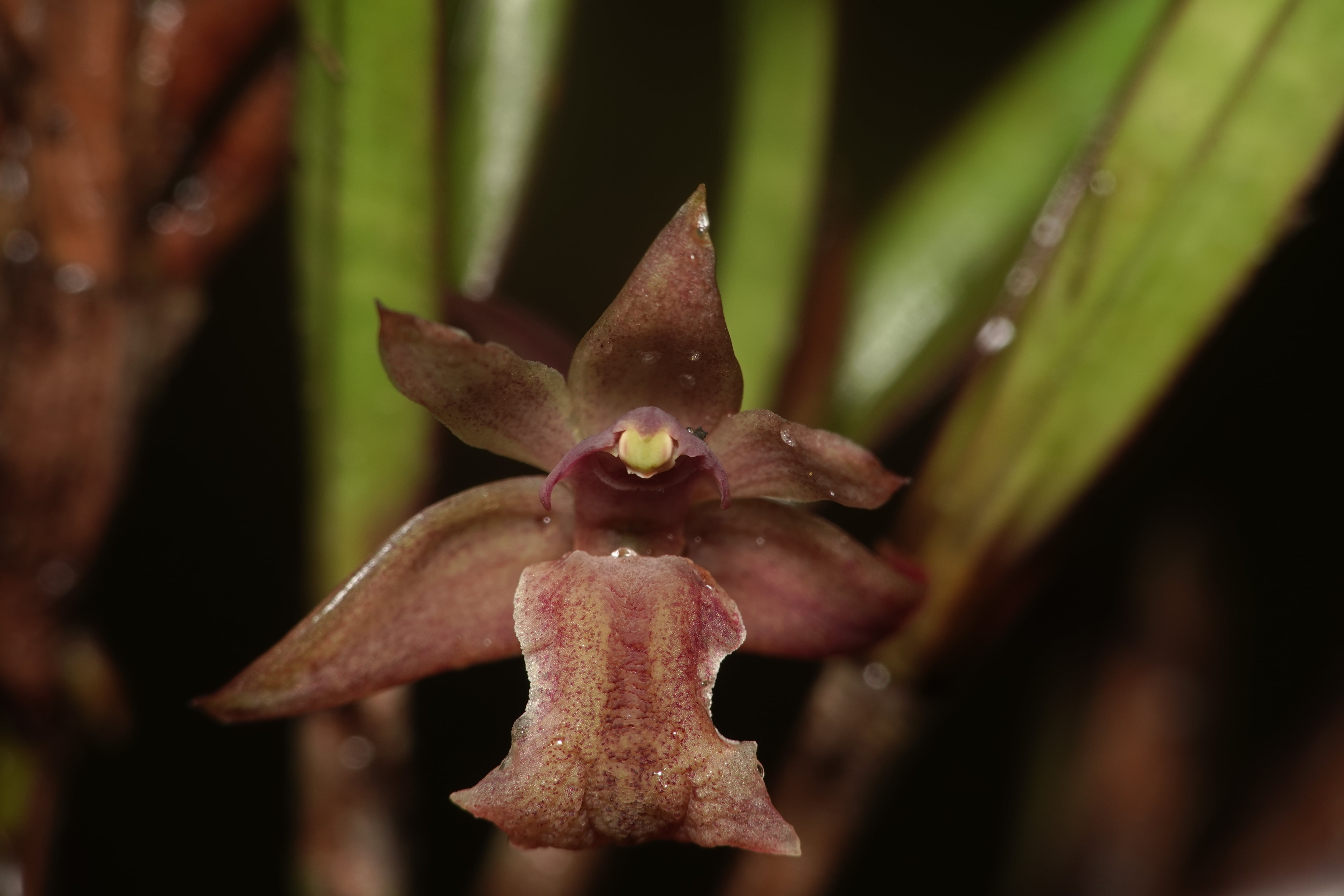 Scaphyglottis sp