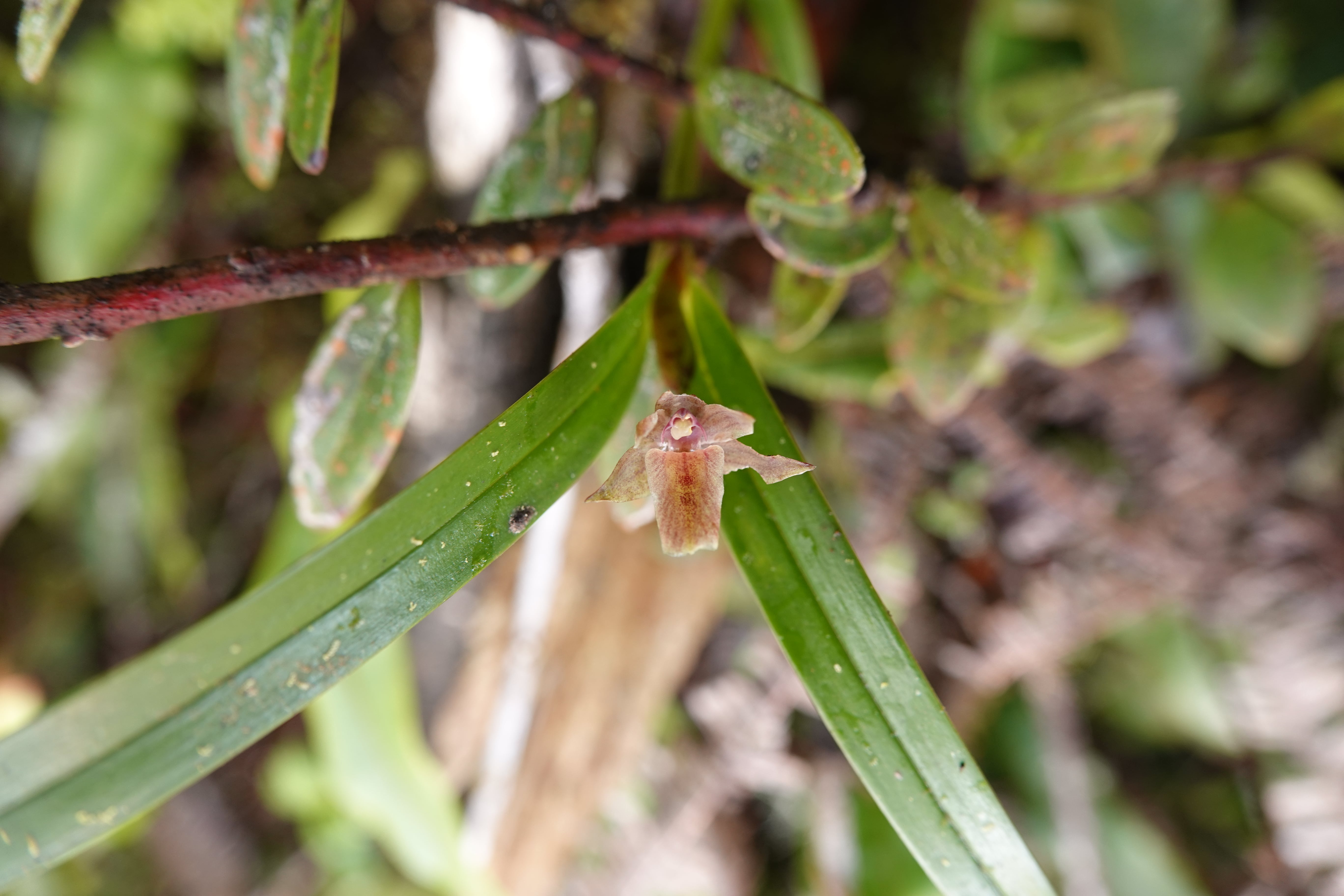 *Scaphyglottis sp*. La Honda.