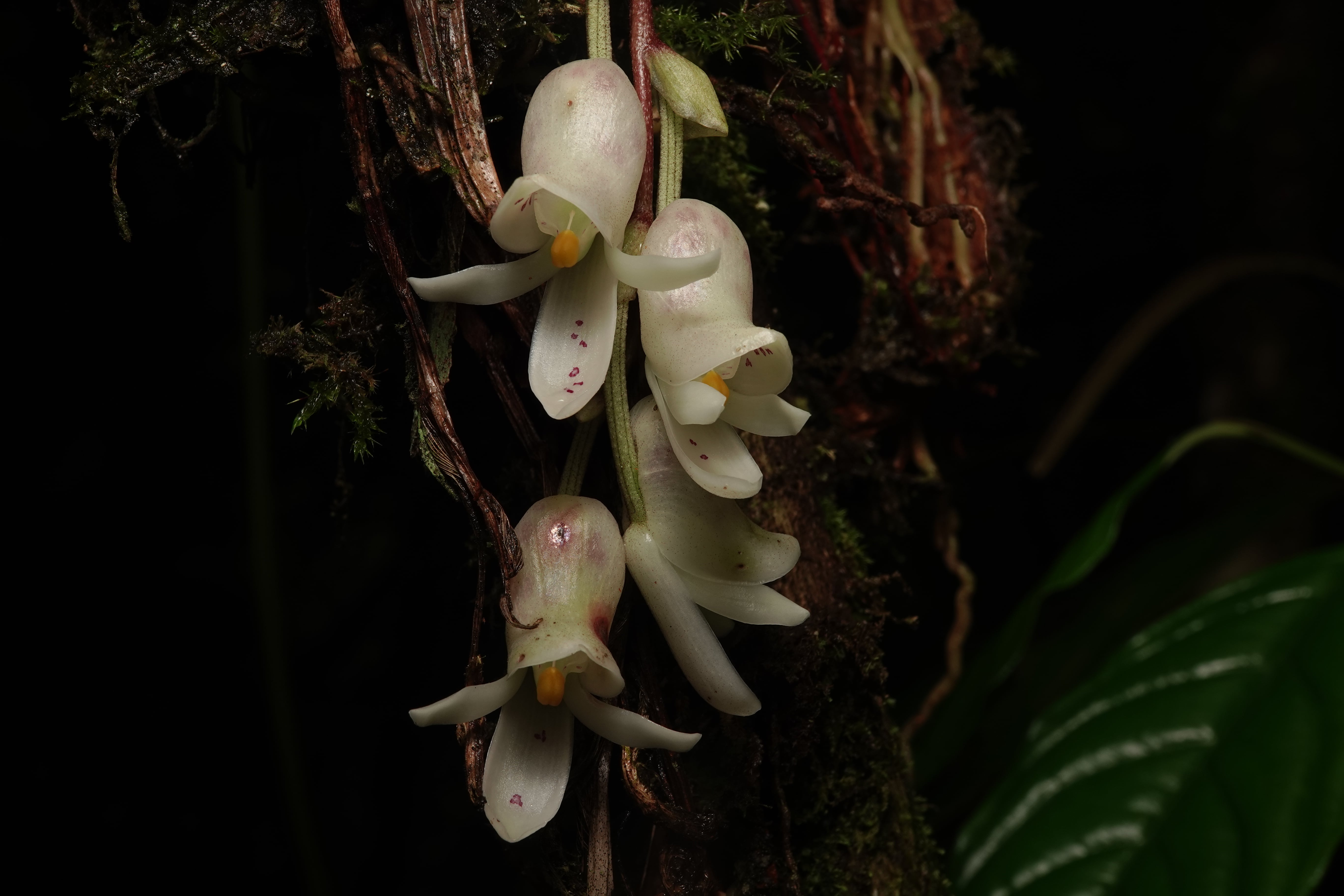 Schlimmia jasminodora