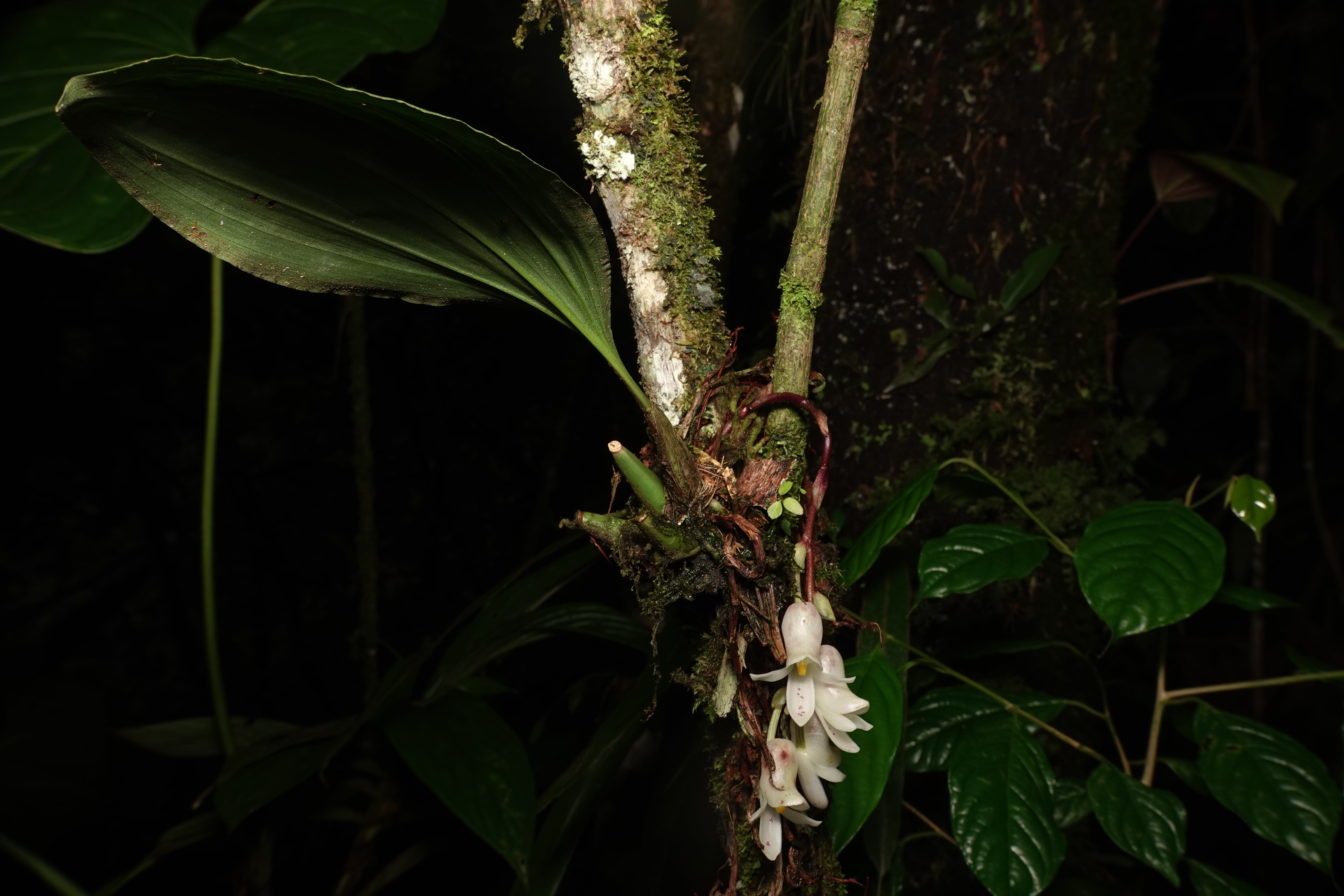 *Schlimmia jasminodora*. La Honda.