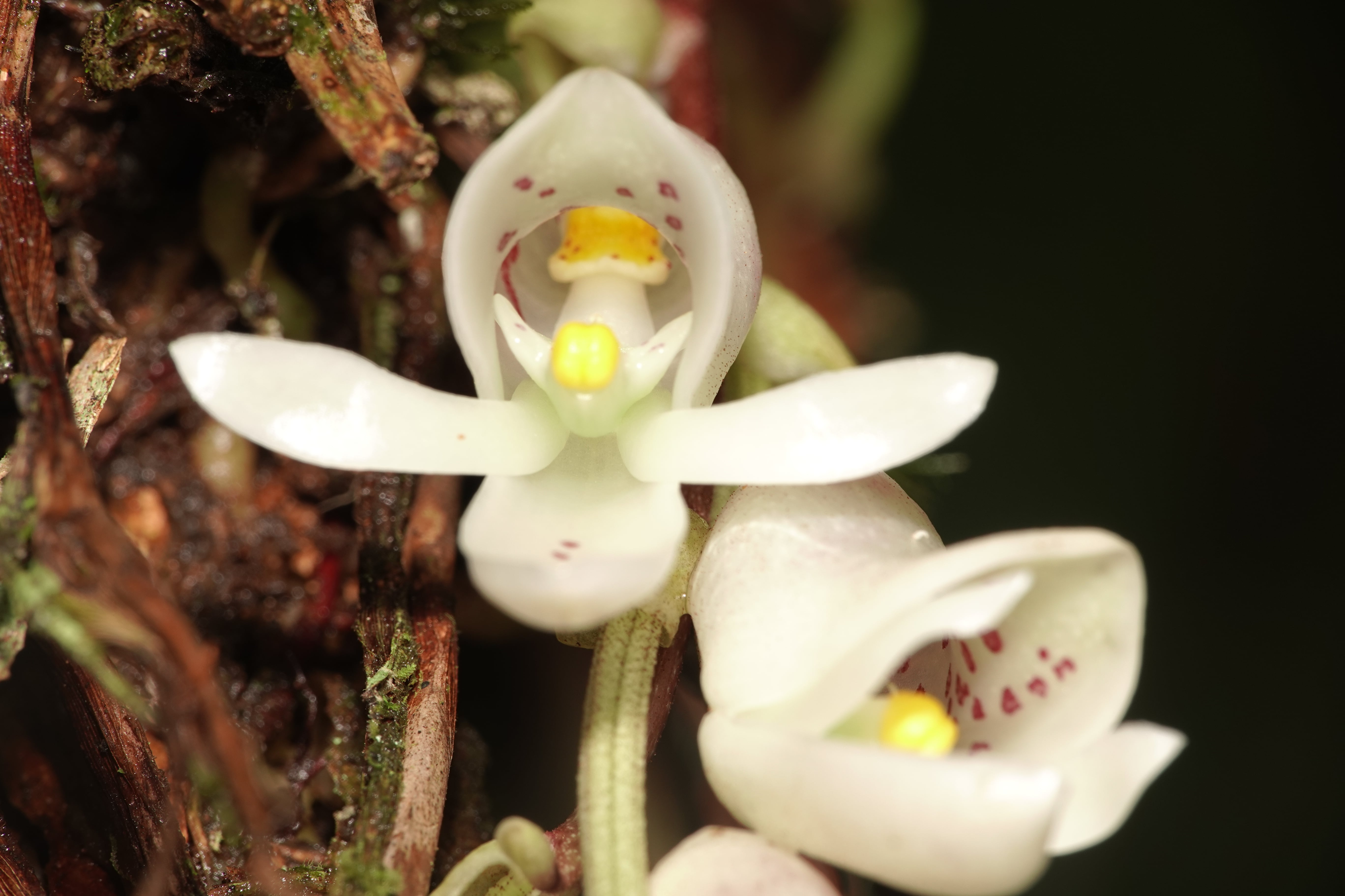 *Schlimmia jasminodora*. La Honda.