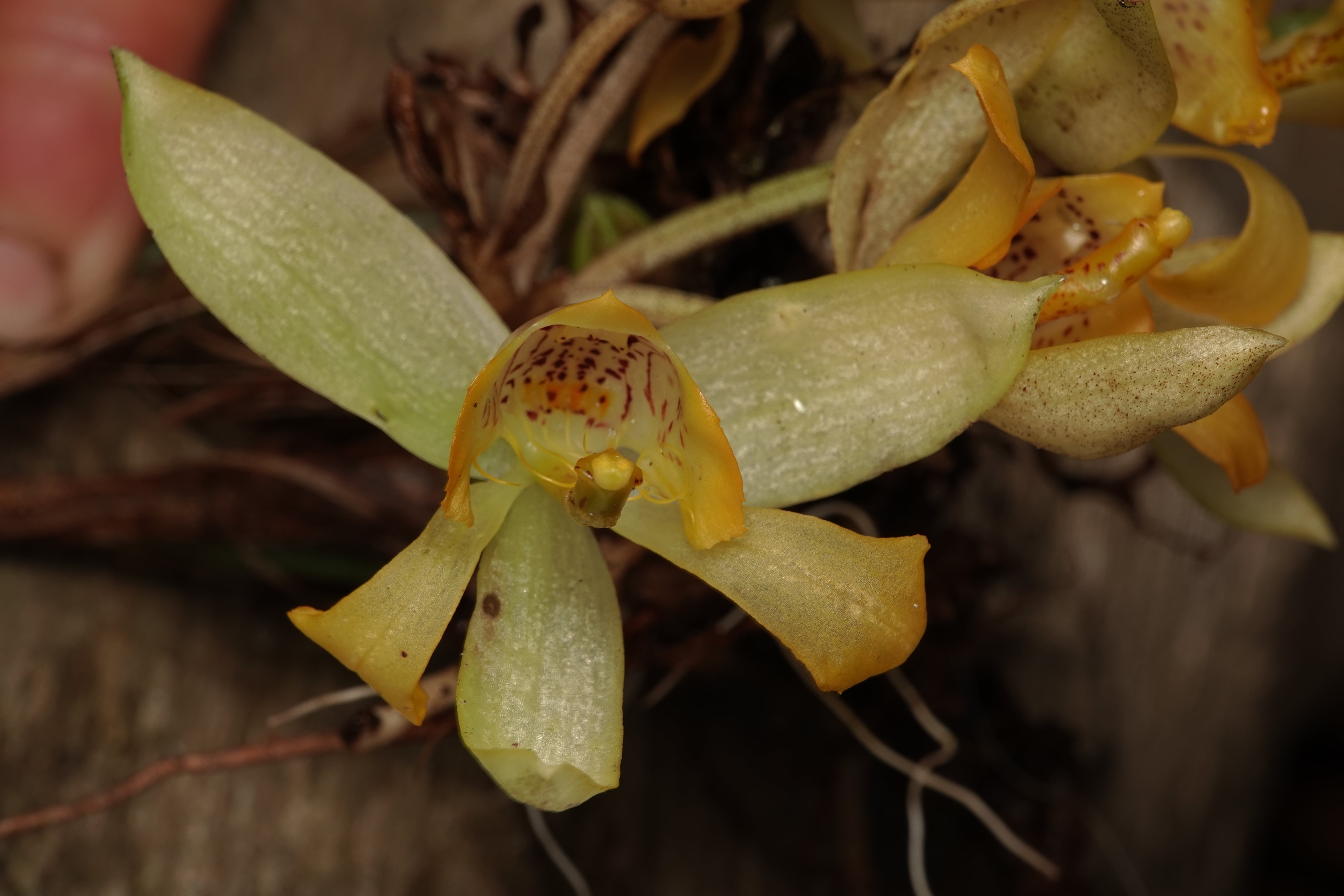 Sievekingia sp
