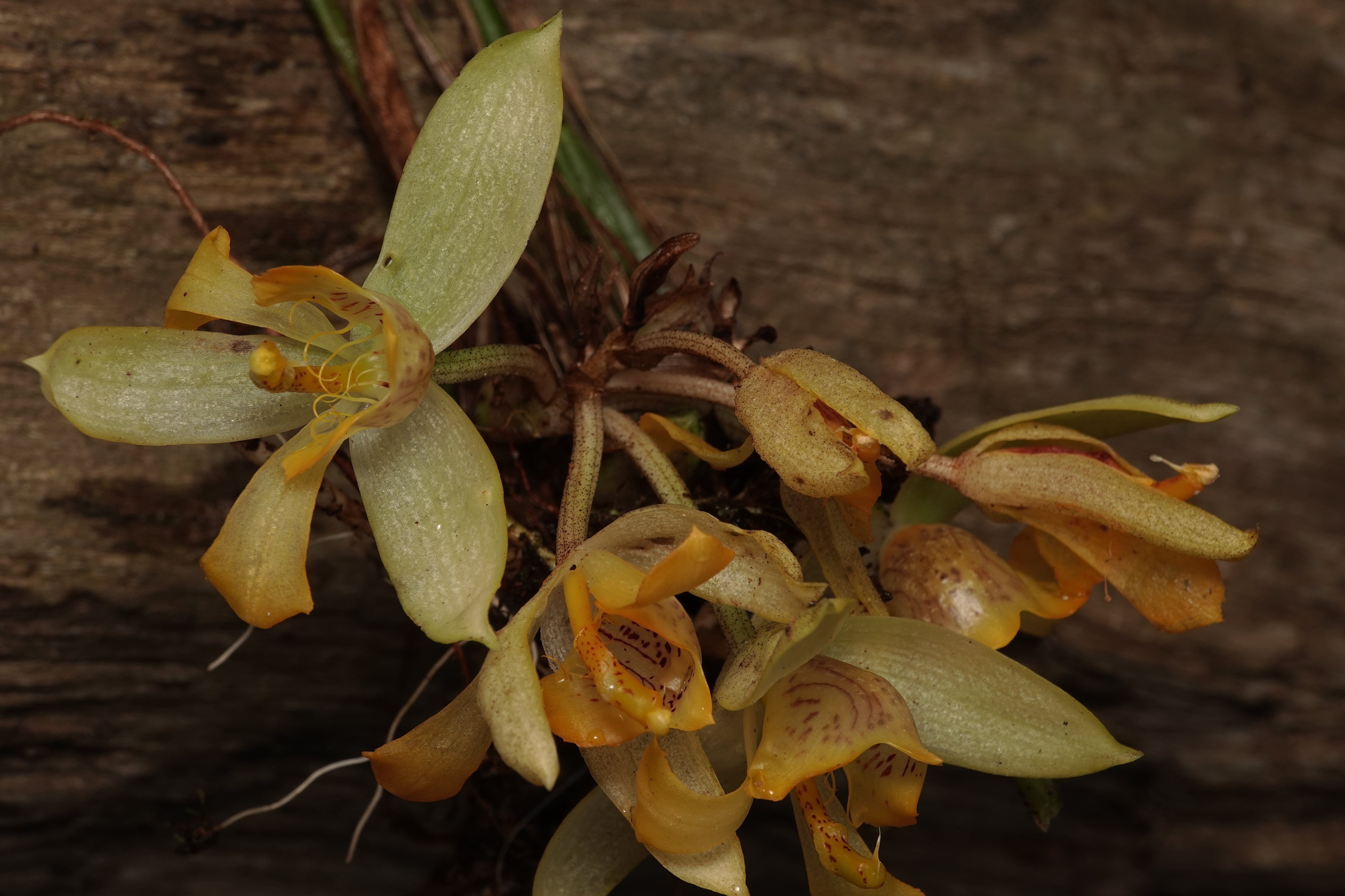 Sievekingia sp. La Honda.