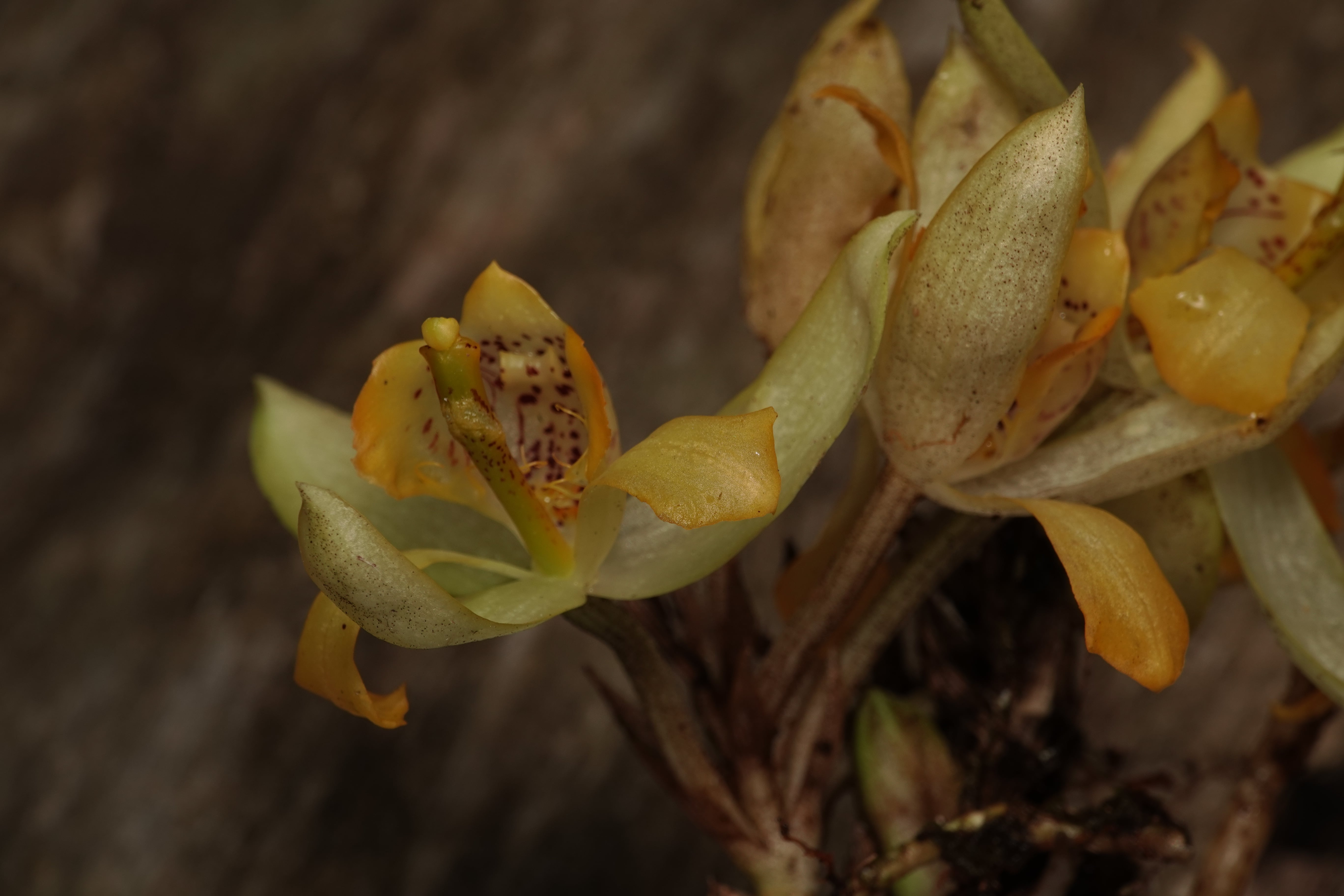 Sievekingia sp. La Honda.
