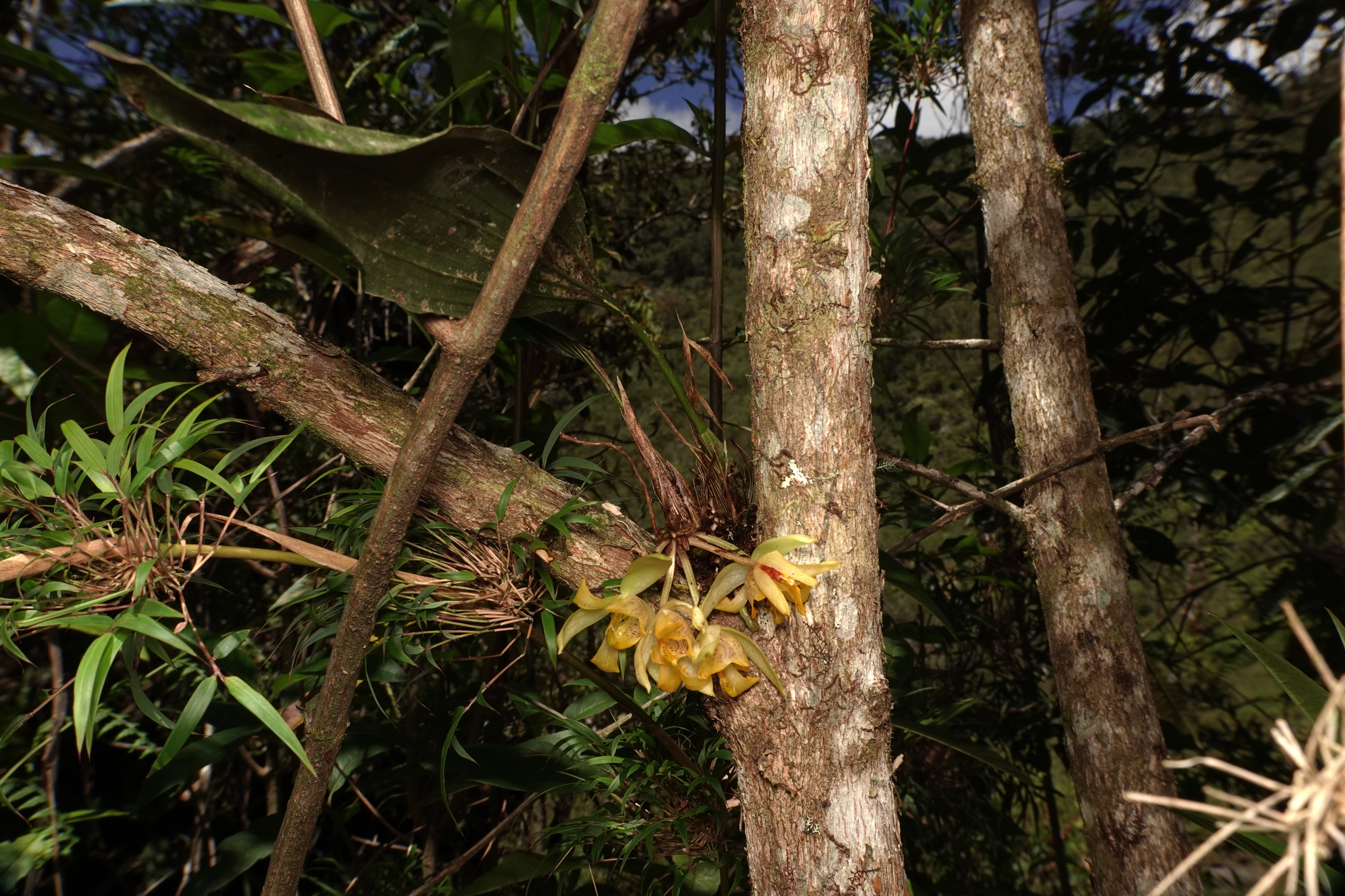 Sievekingia sp. La Honda.