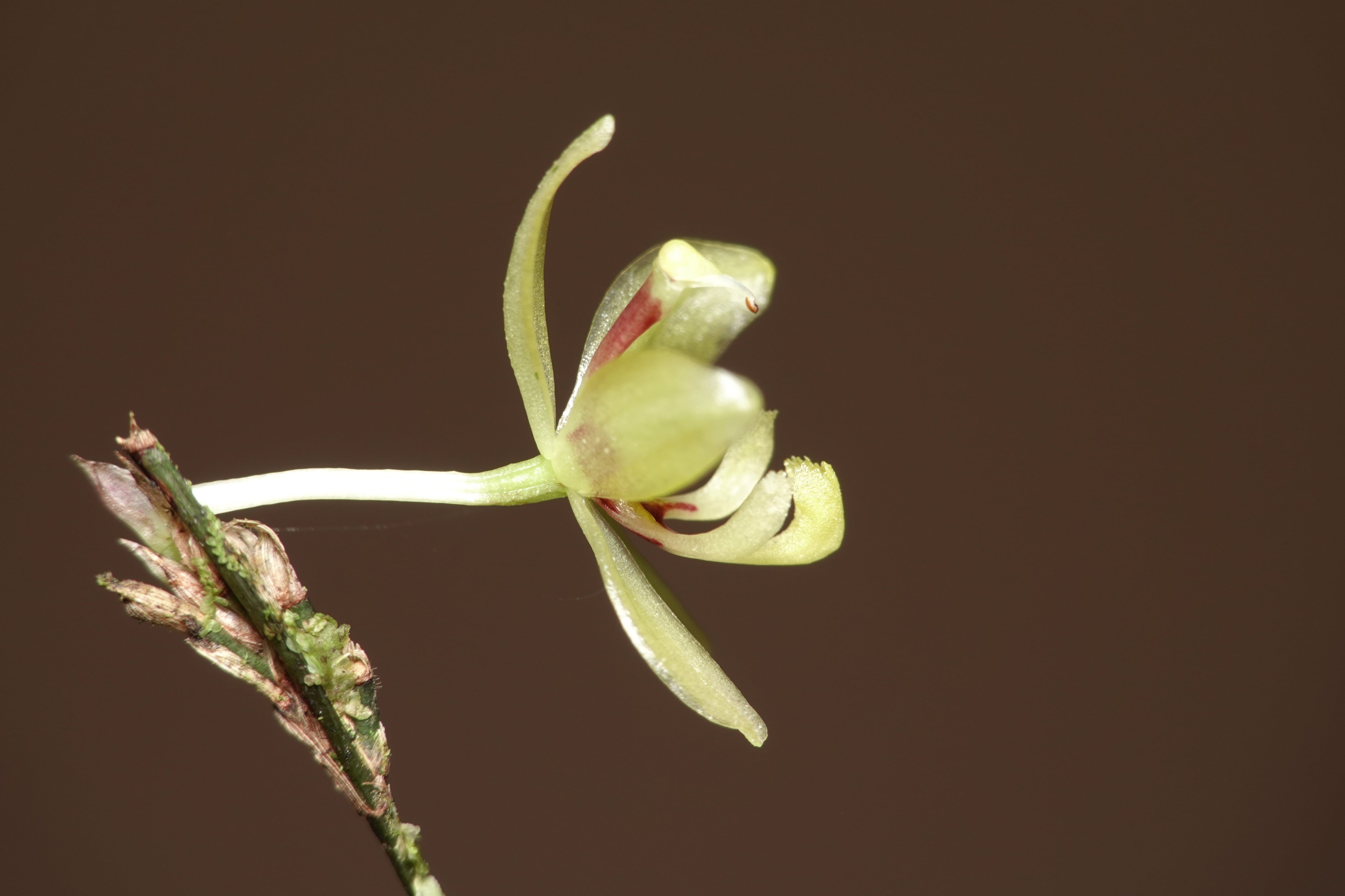 *Sigmatostalix sp*. La Honda.