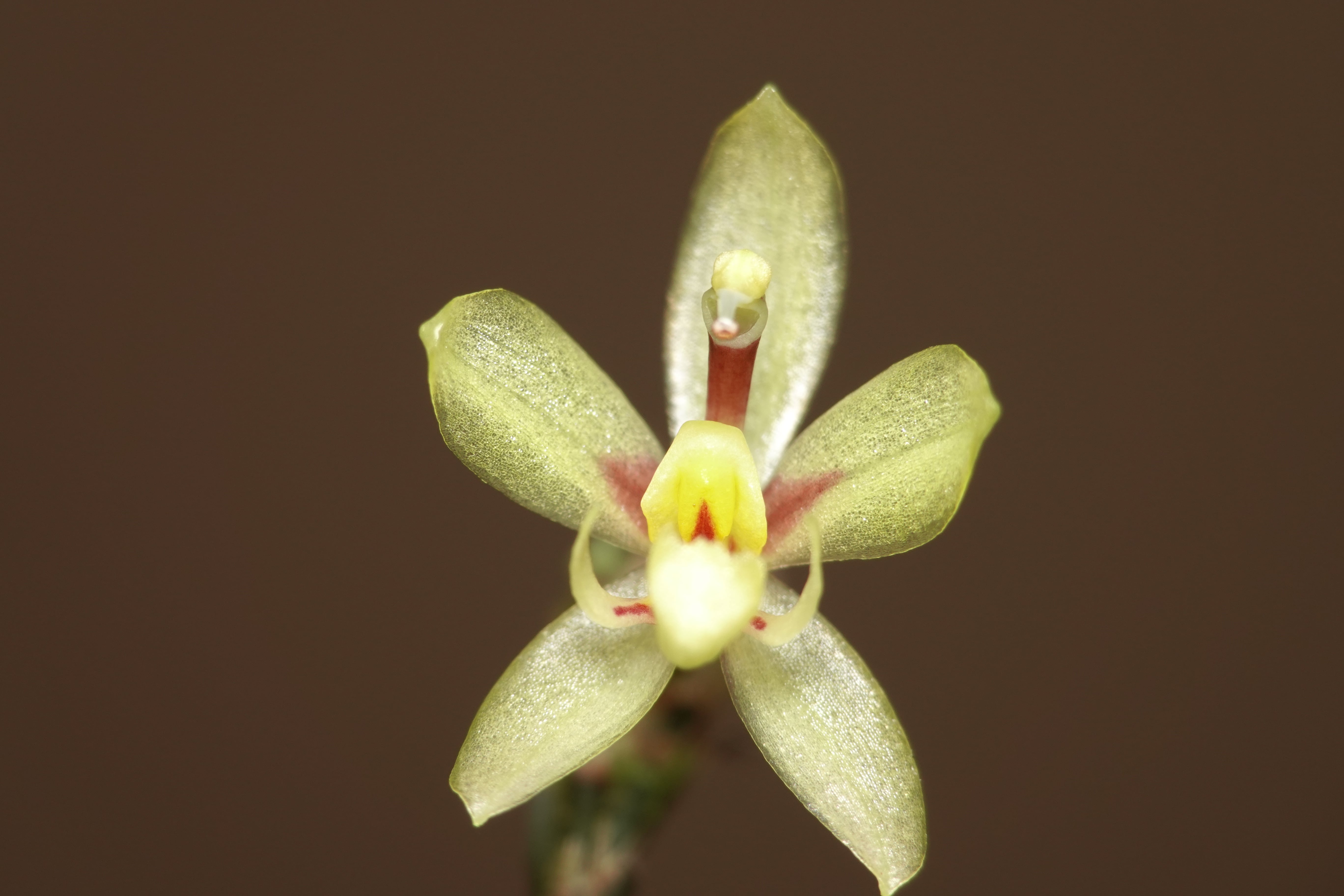 Sigmatostalix sp