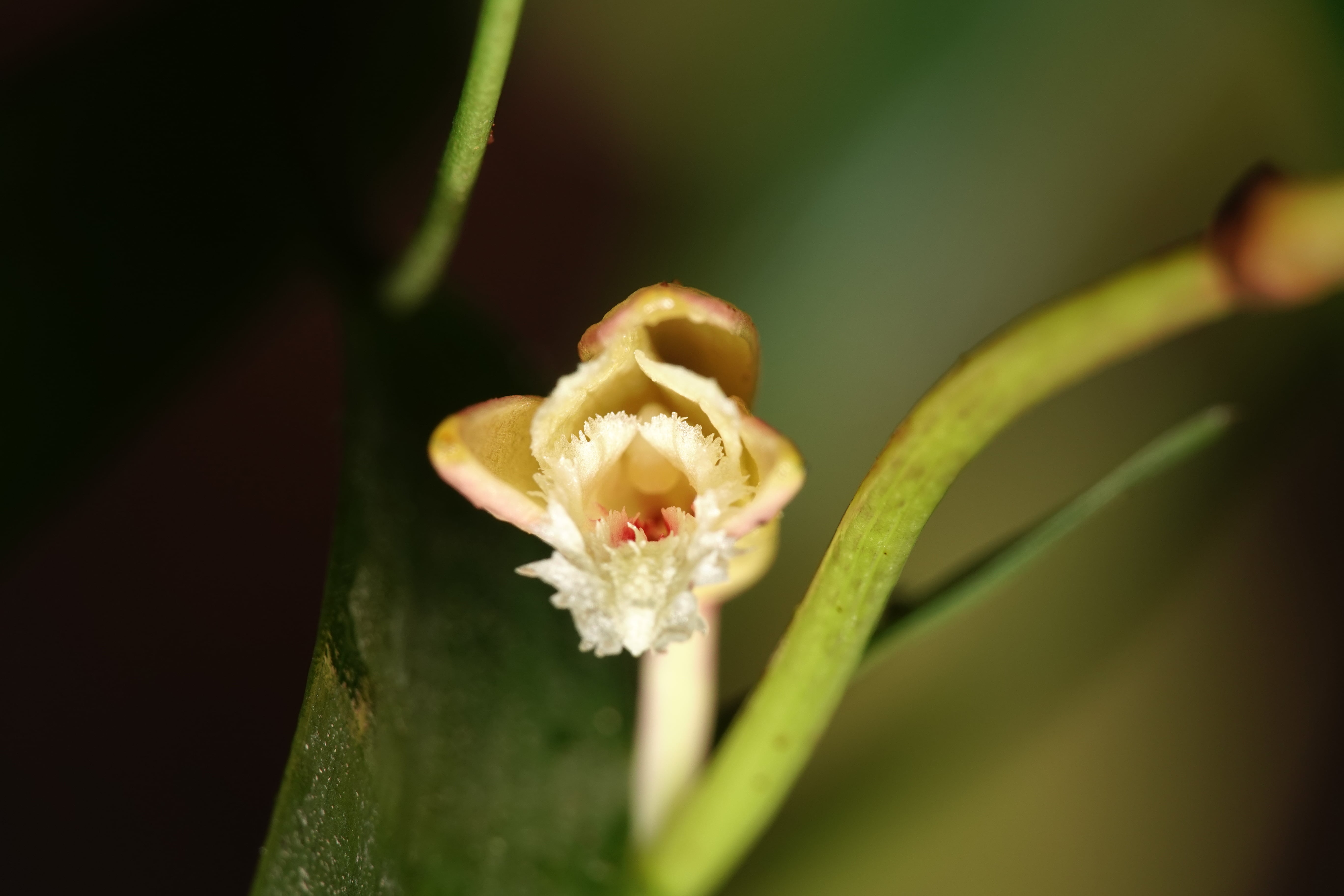 Sobralia sp 1
