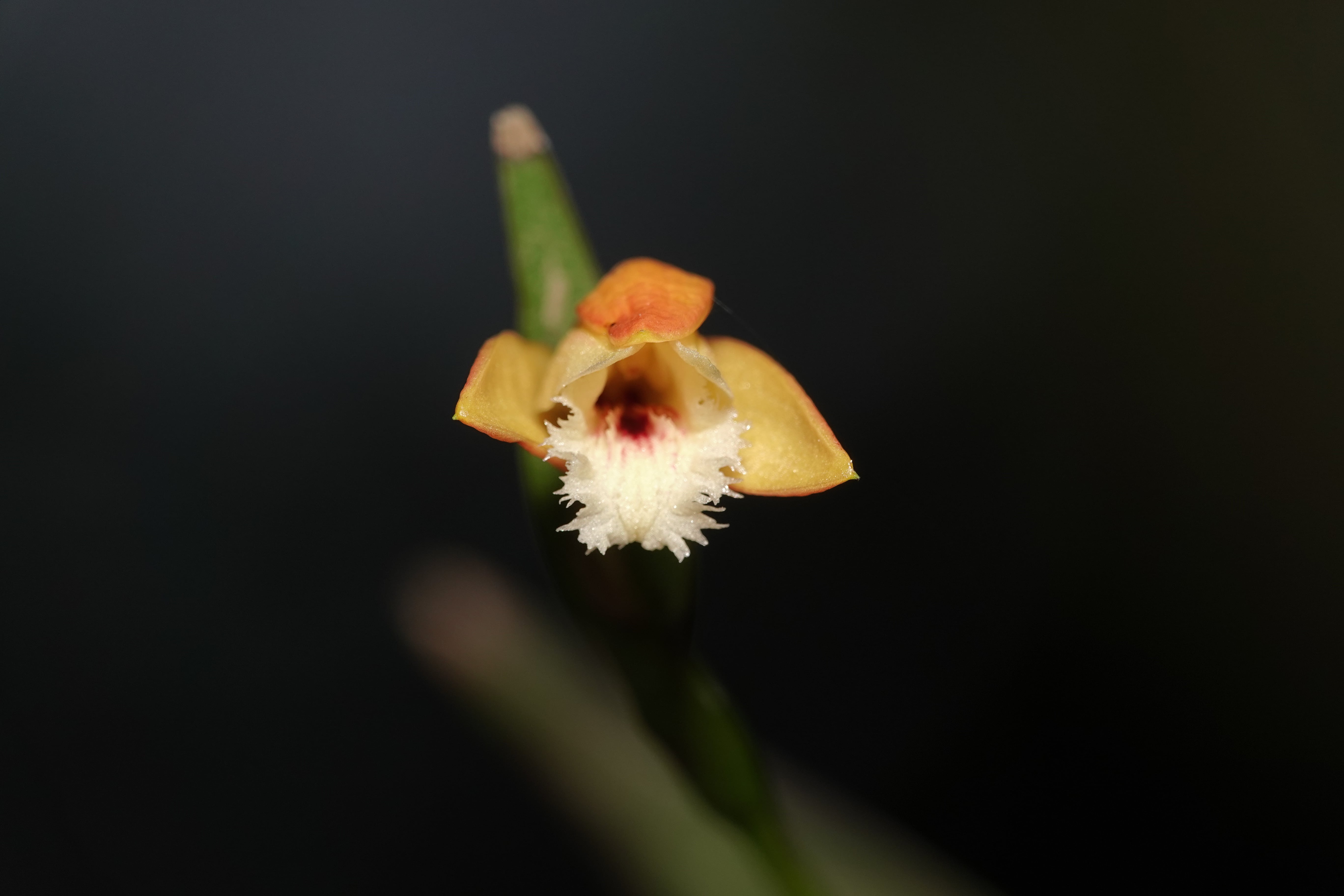*Sobralia sp 1*. La Honda.