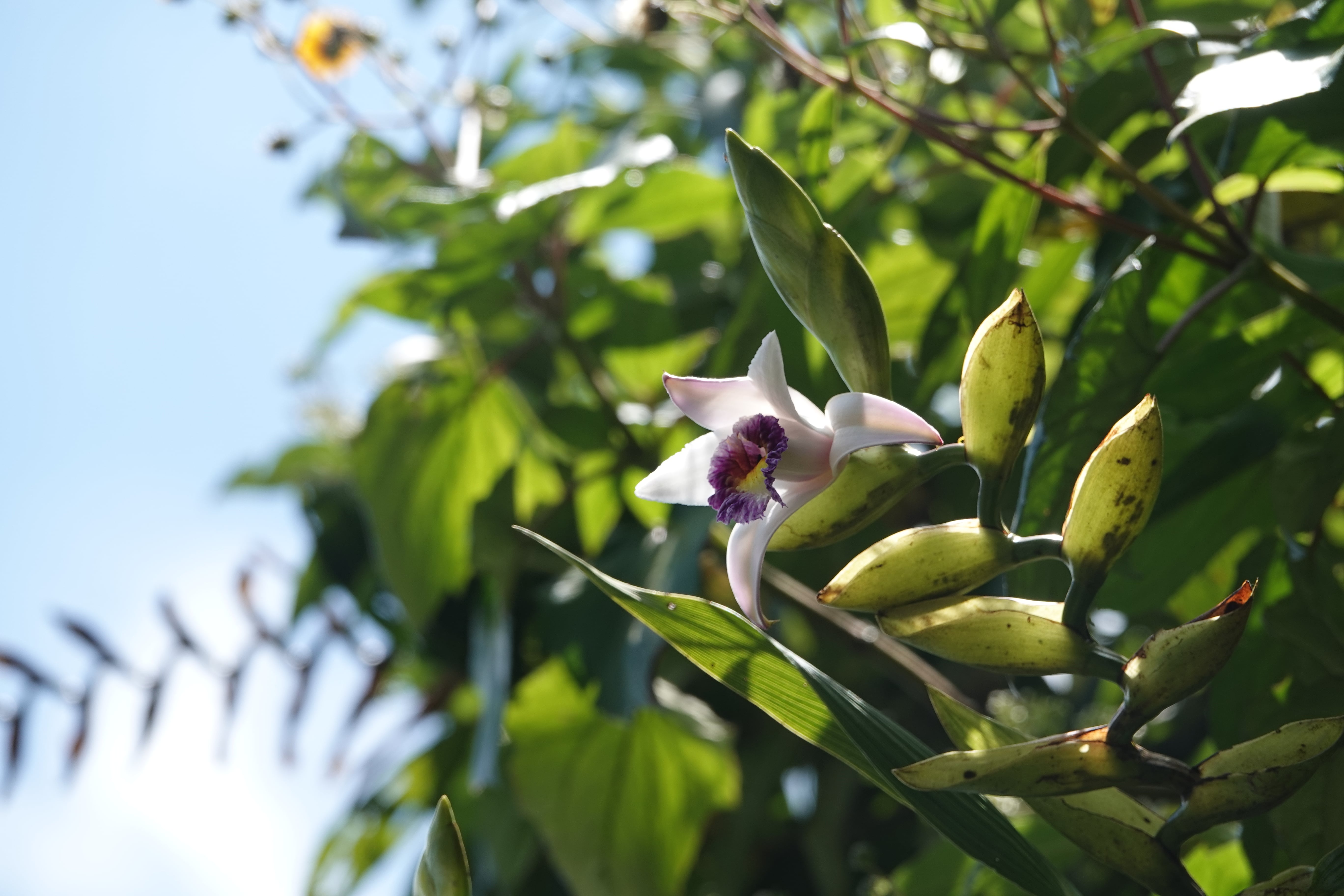 *Sobralia sp 2*. La Honda.