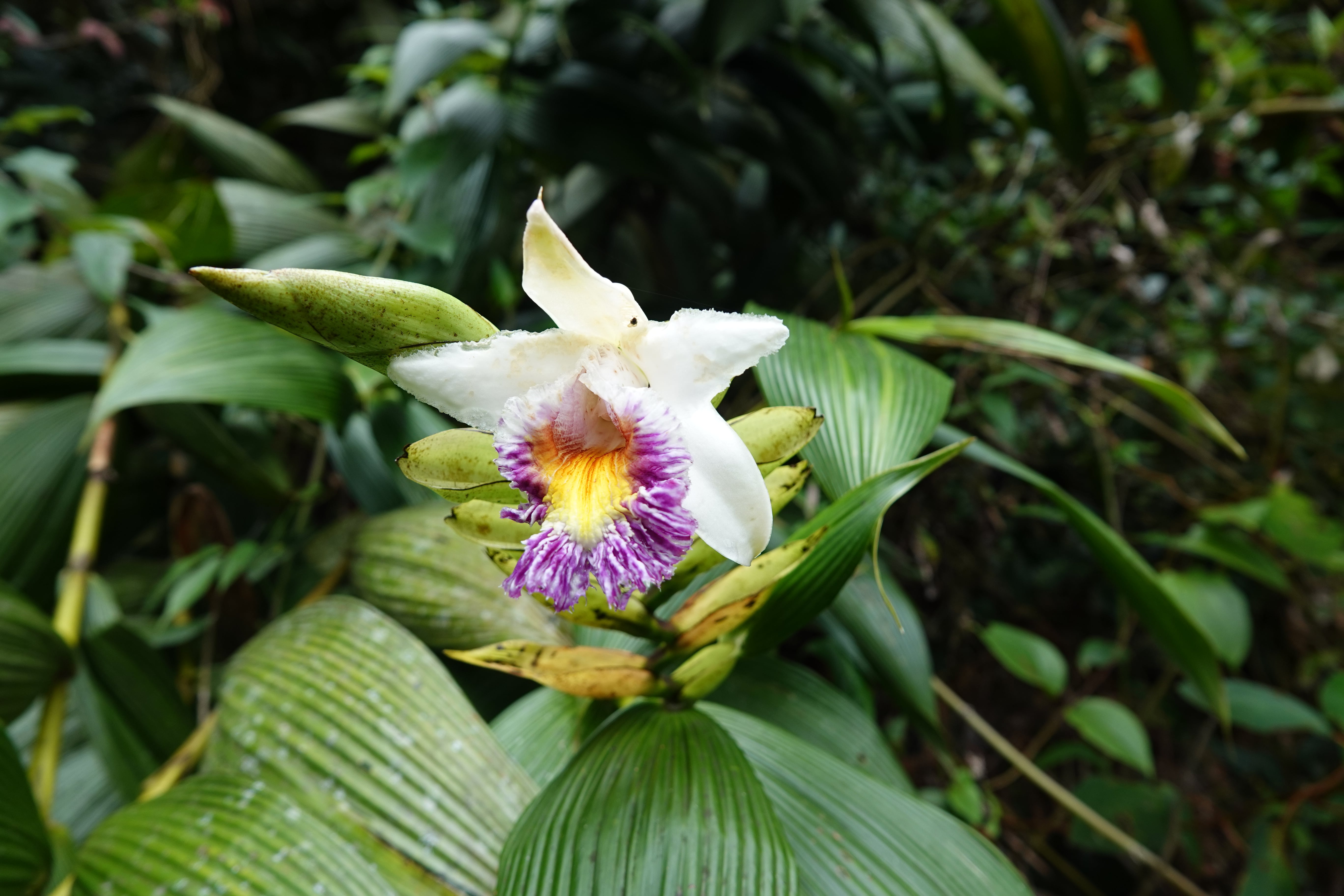 Sobralia sp 2