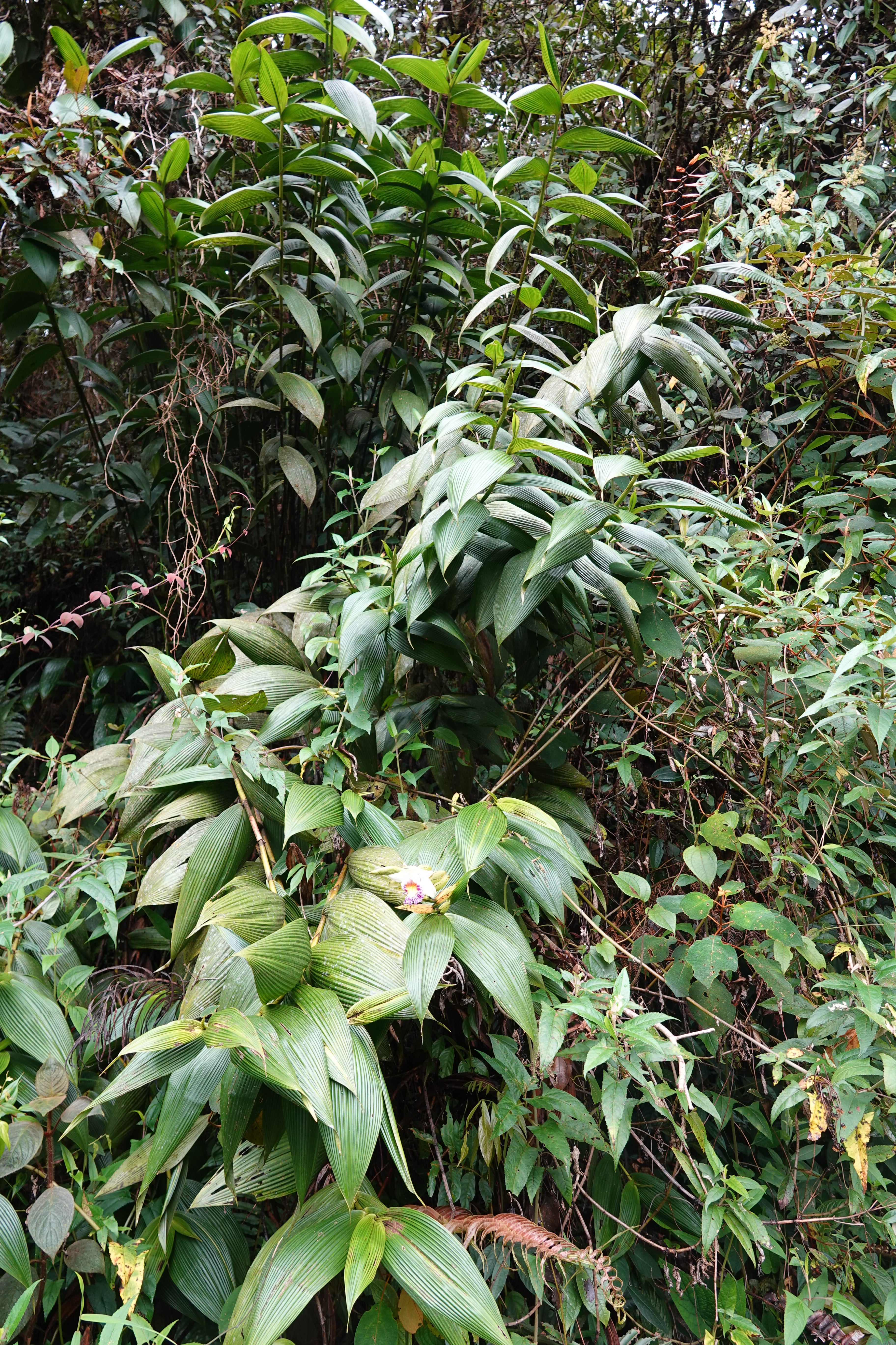 Sobralia sp 2. La Honda.