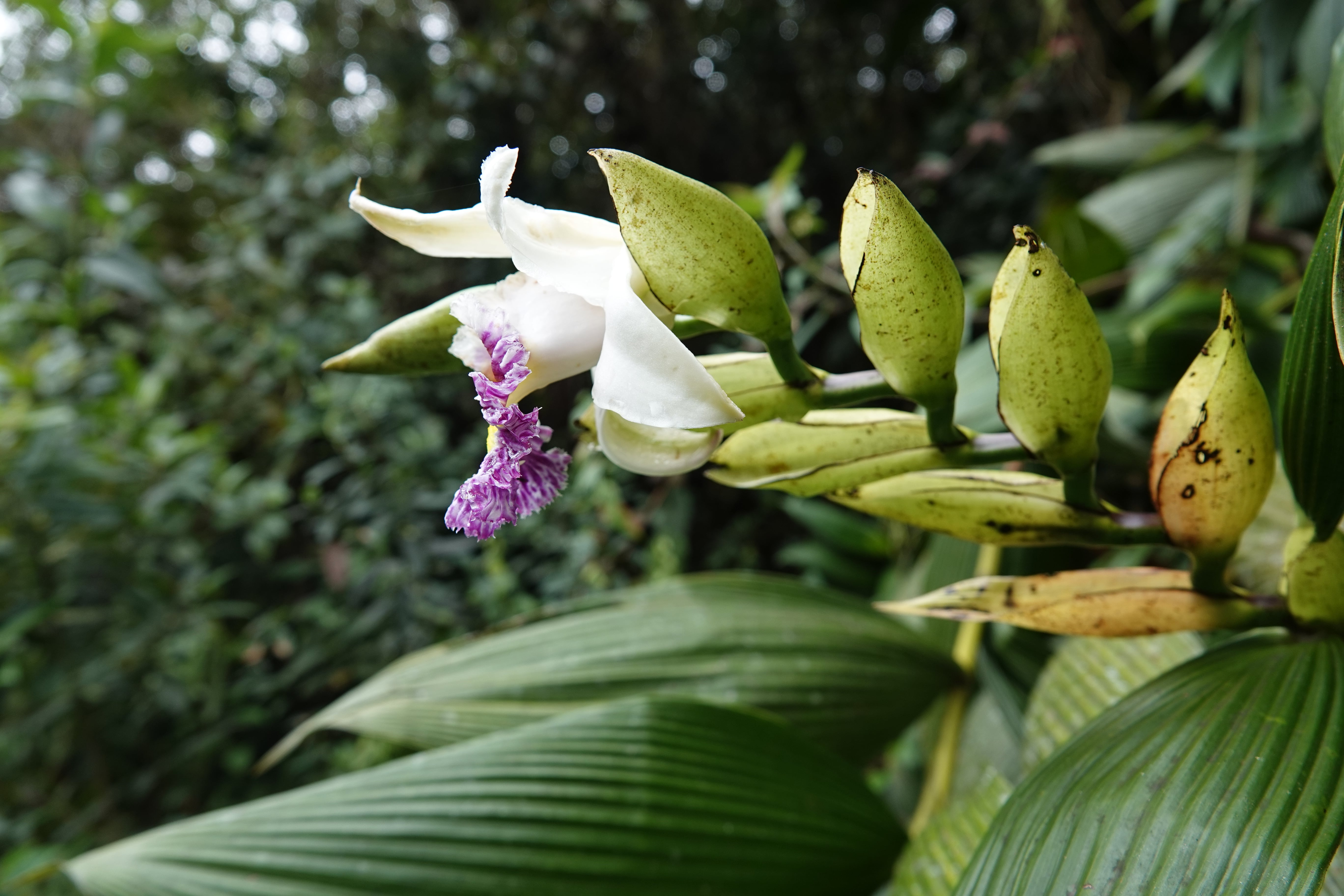 Sobralia sp 2. La Honda.