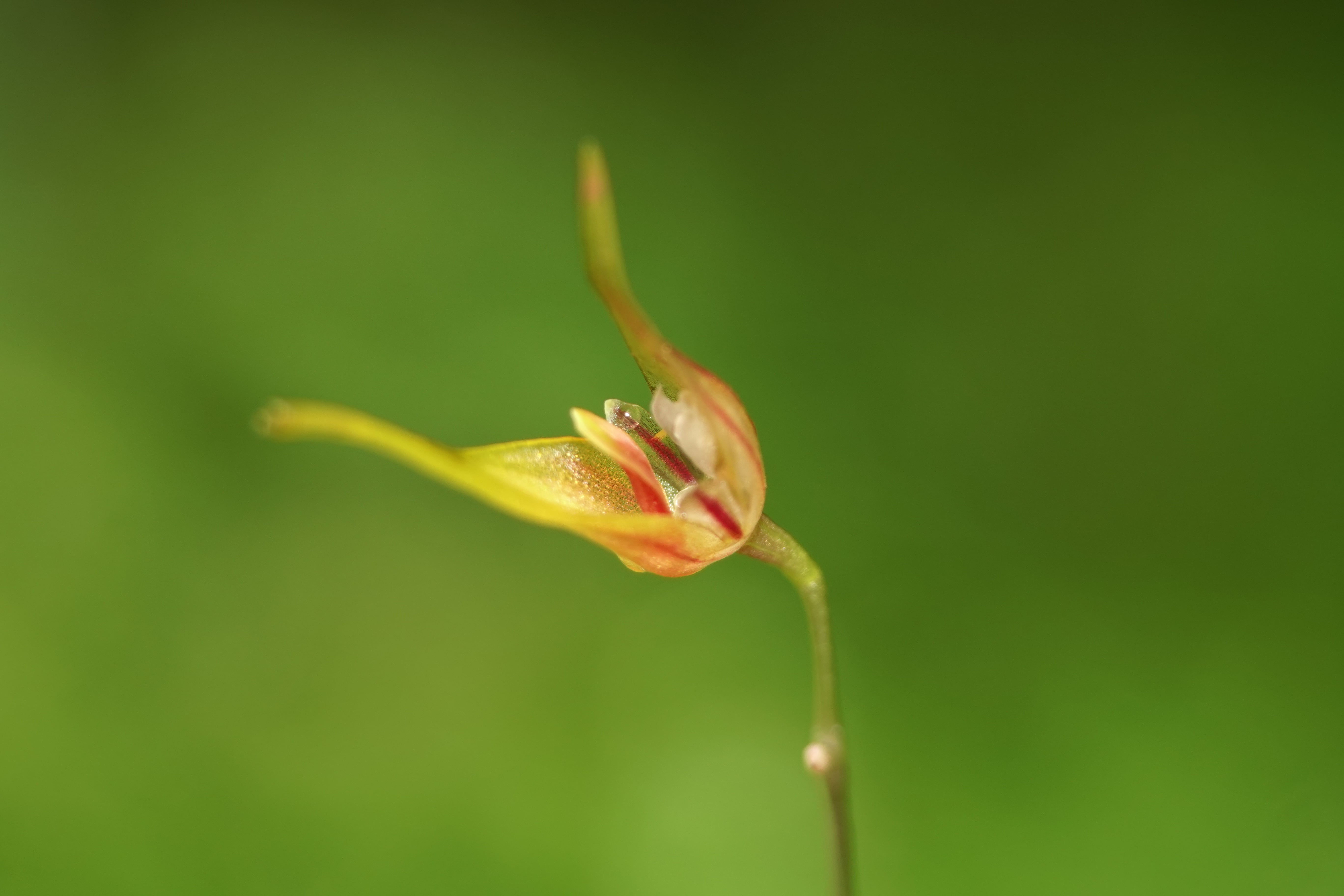 Specklinia sp