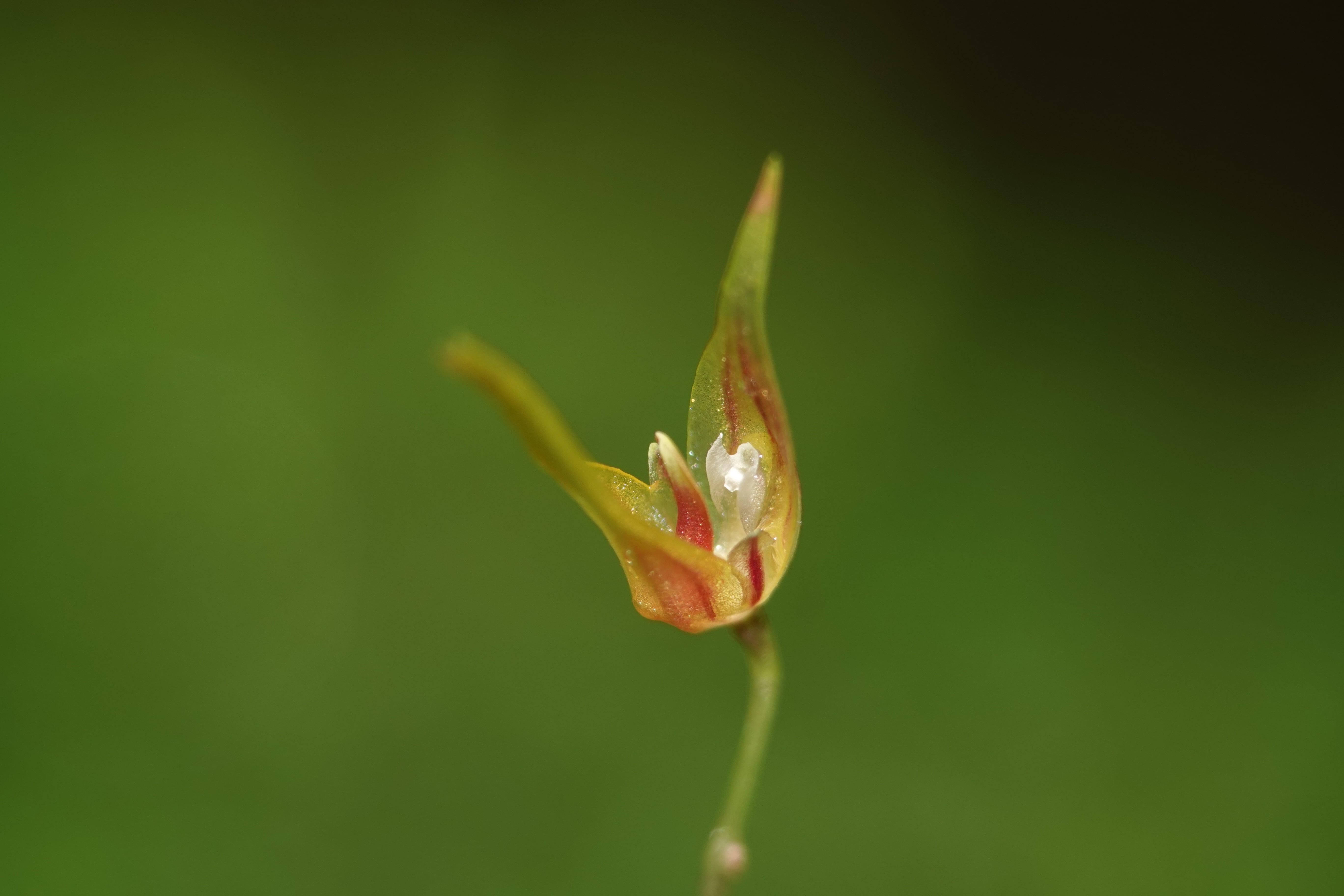 Specklinia sp. La Honda.