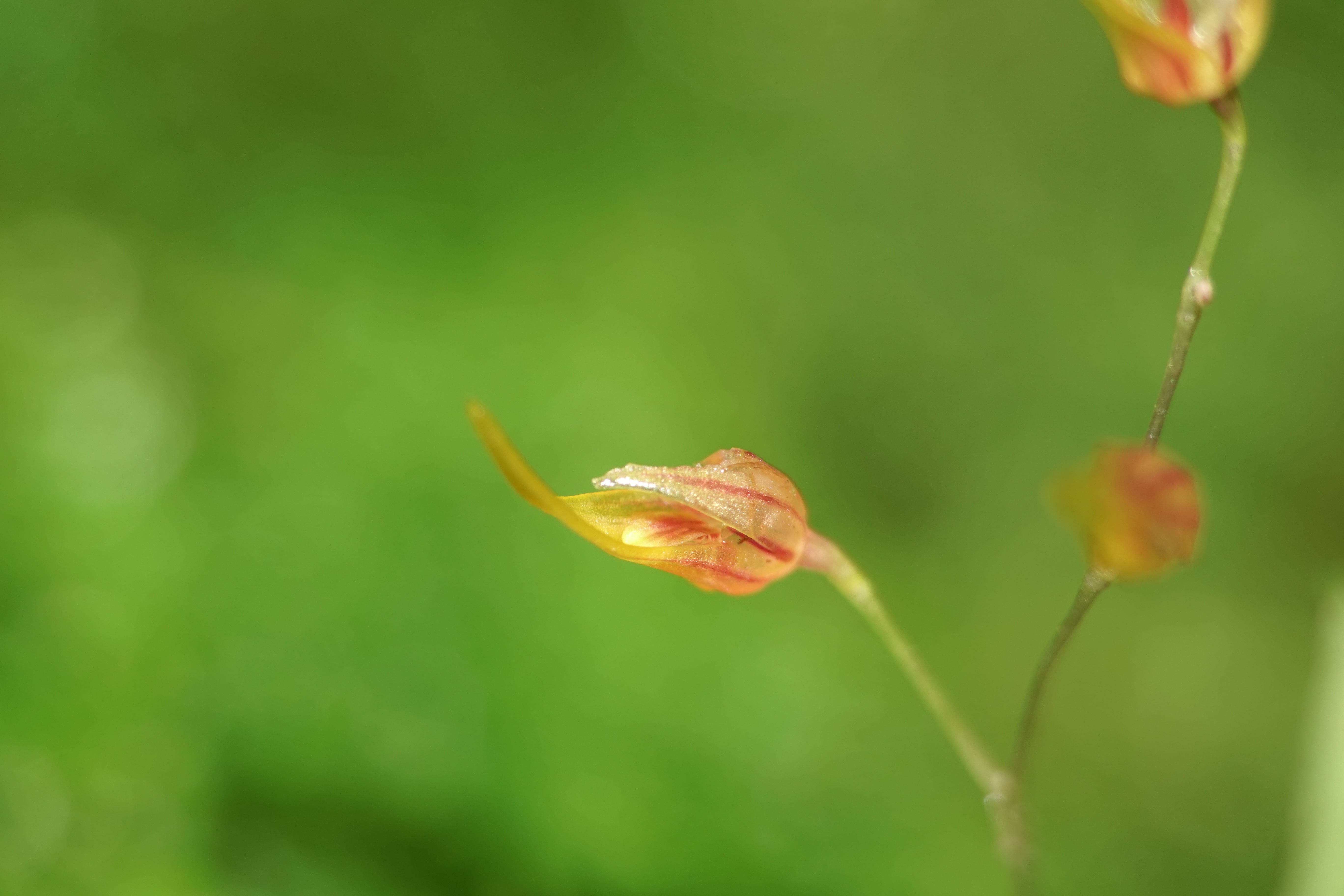 Specklinia sp. La Honda.