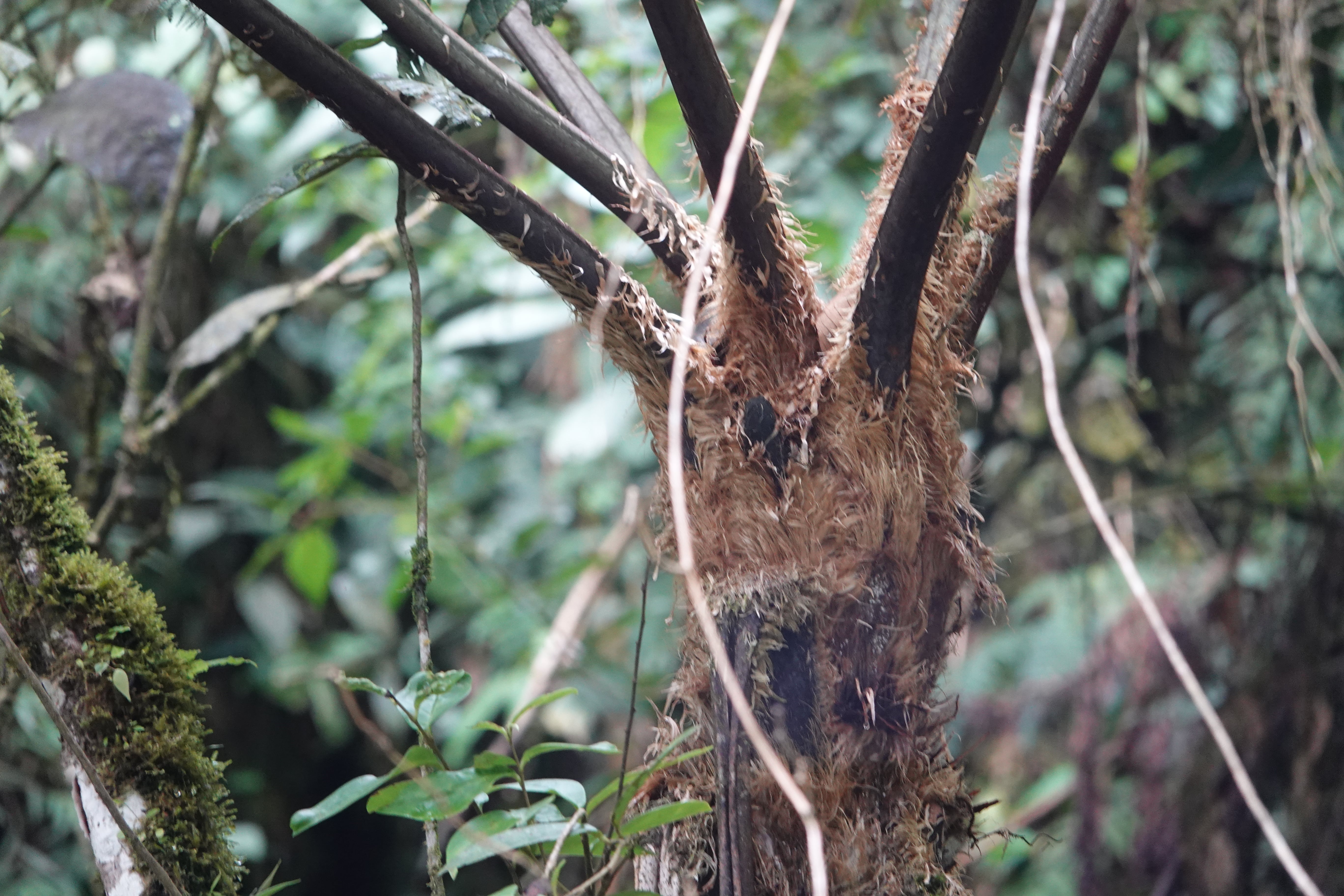 Sphaeropteris quindiuensis